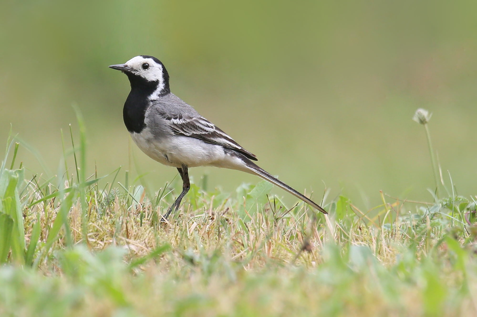 no people, perching, wildlife, grass, one animal, songbird, animal wildlife, plant, field, mouth open, feather, outdoors, day, white, photo, animal themes, HD Wallpaper