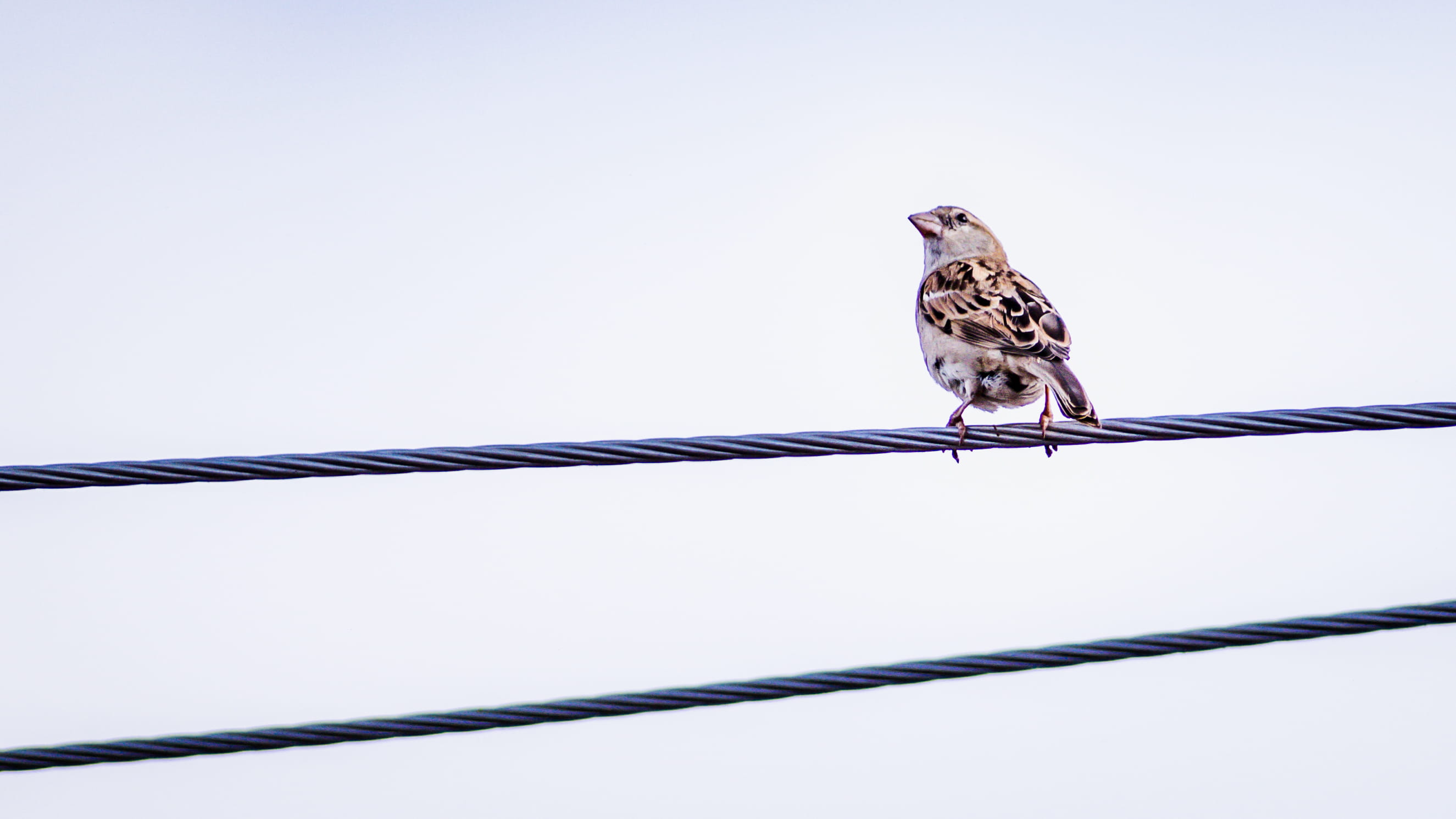 bird, outdoors, day, nature, dove, anthus, rare, indian, no people, cable, perch, pigeon, songbird, animals in the wild, steel, sky, animal, blue, vertebrate, HD Wallpaper