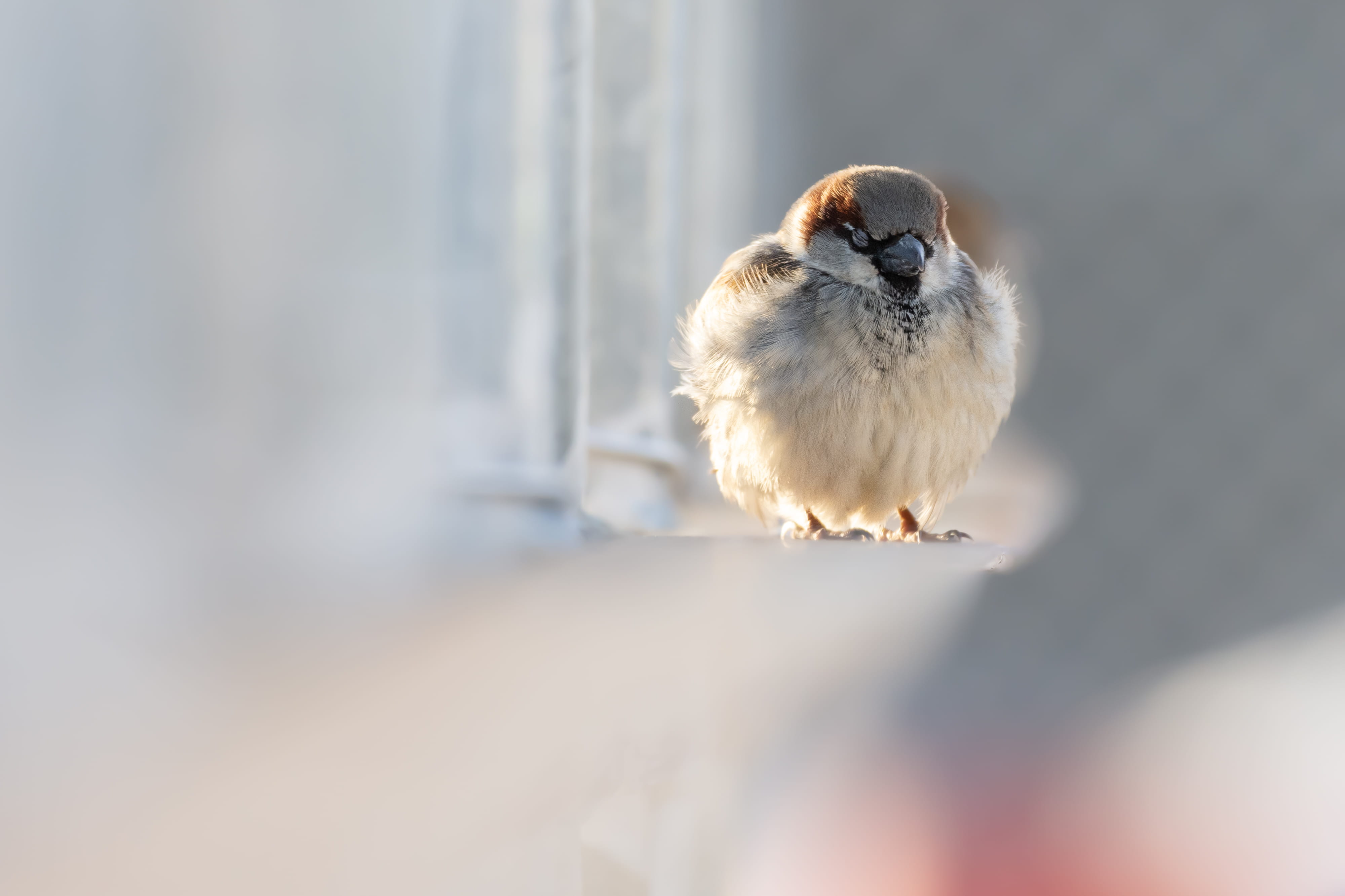 urban, animal themes, rust, handrail, dog, beak, domestic animals, rodent, pets, mammal, bird, jay, lap dog, wildlife, canary, finch, cute, no people, small, HD Wallpaper