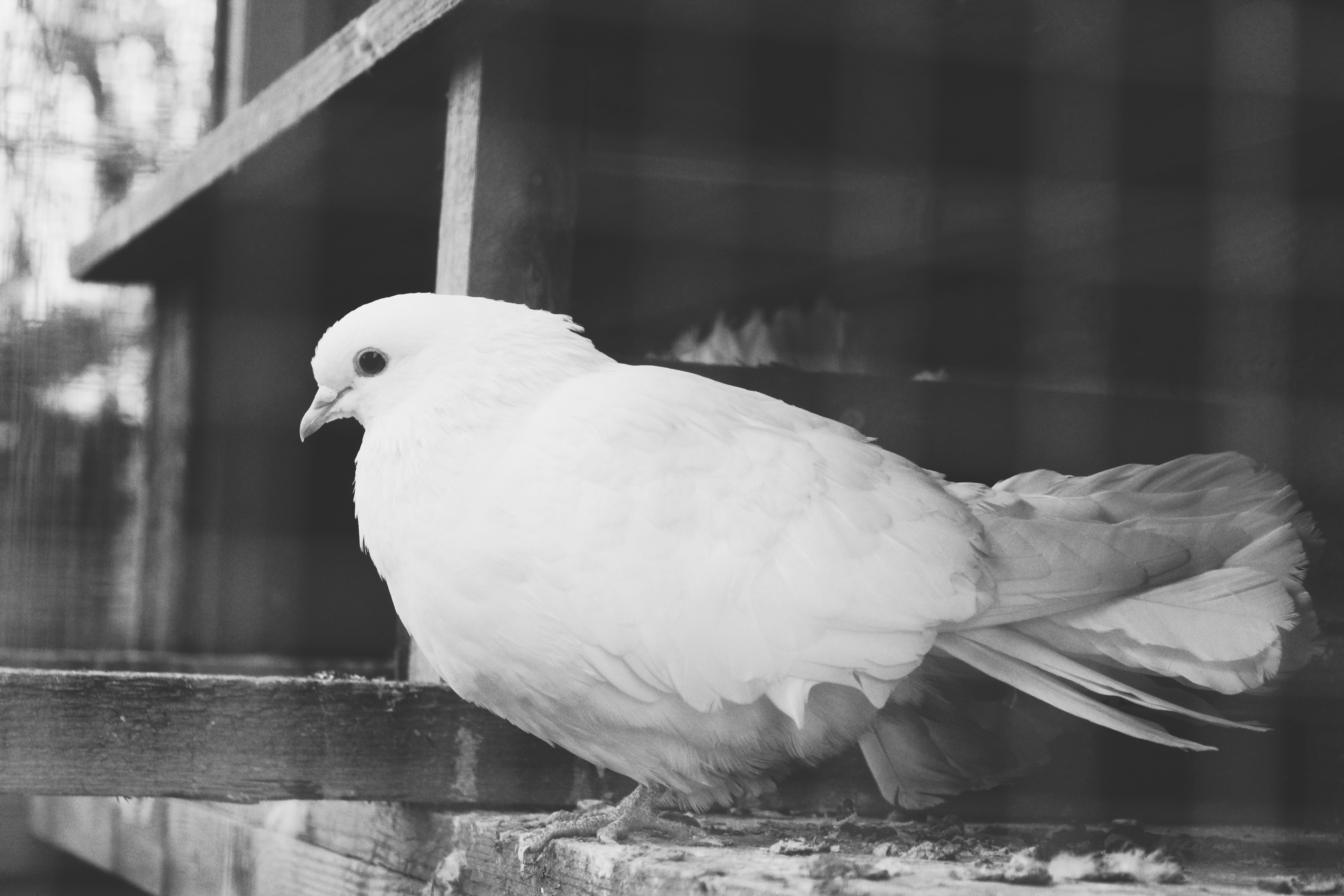 animals in captivity, nature, beak, full length, zoo, feather, animal themes, animals in the wild, focus on foreground, head, dove, day, blackbird, animal wildlife, HD Wallpaper