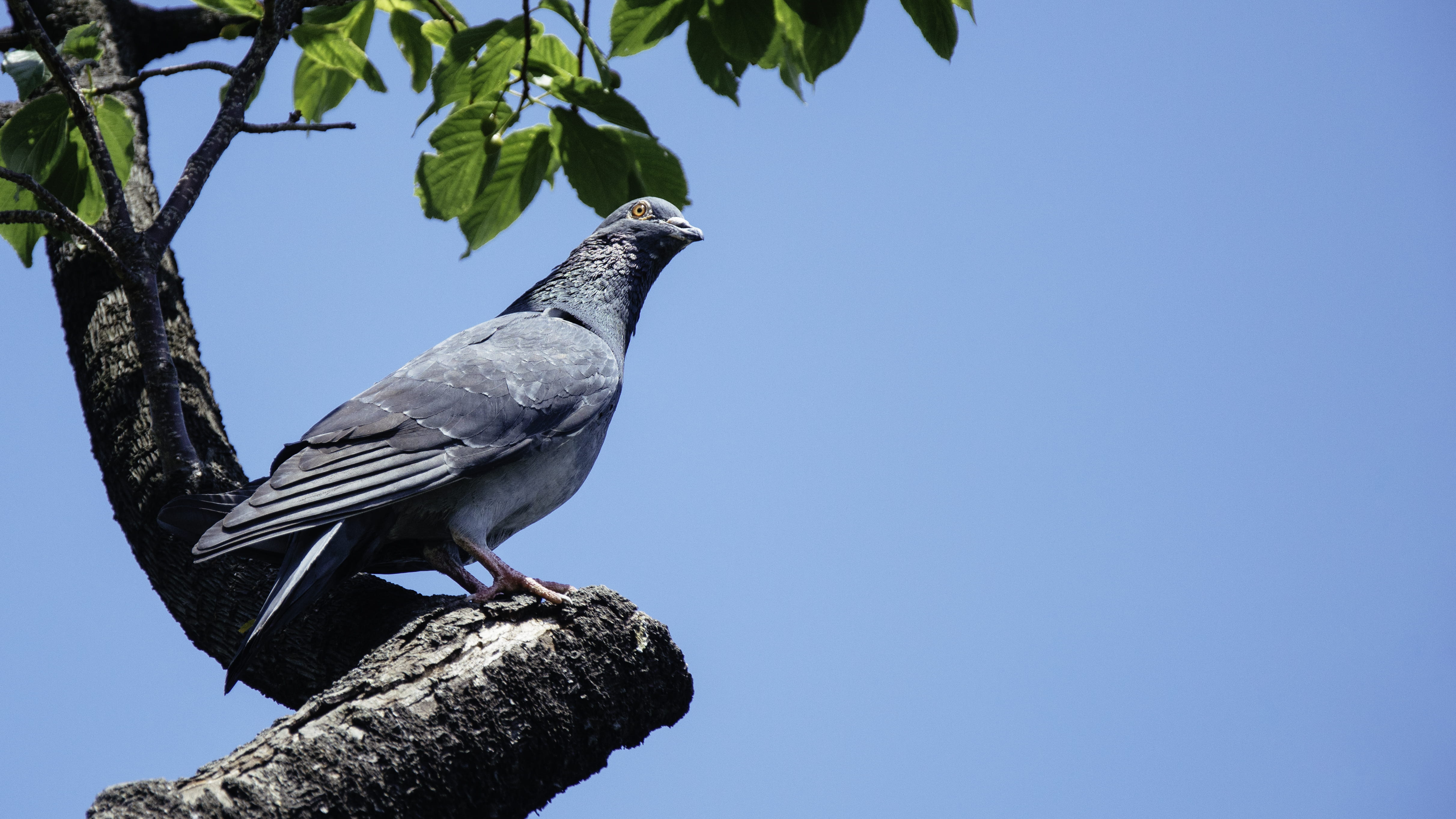 blue, plant, veins, agelaius, tree, animal, one animal, kite bird, perching, day, clear sky, outer space, blackbird, beverage, pigeon, bird, sky, alcohol, HD Wallpaper