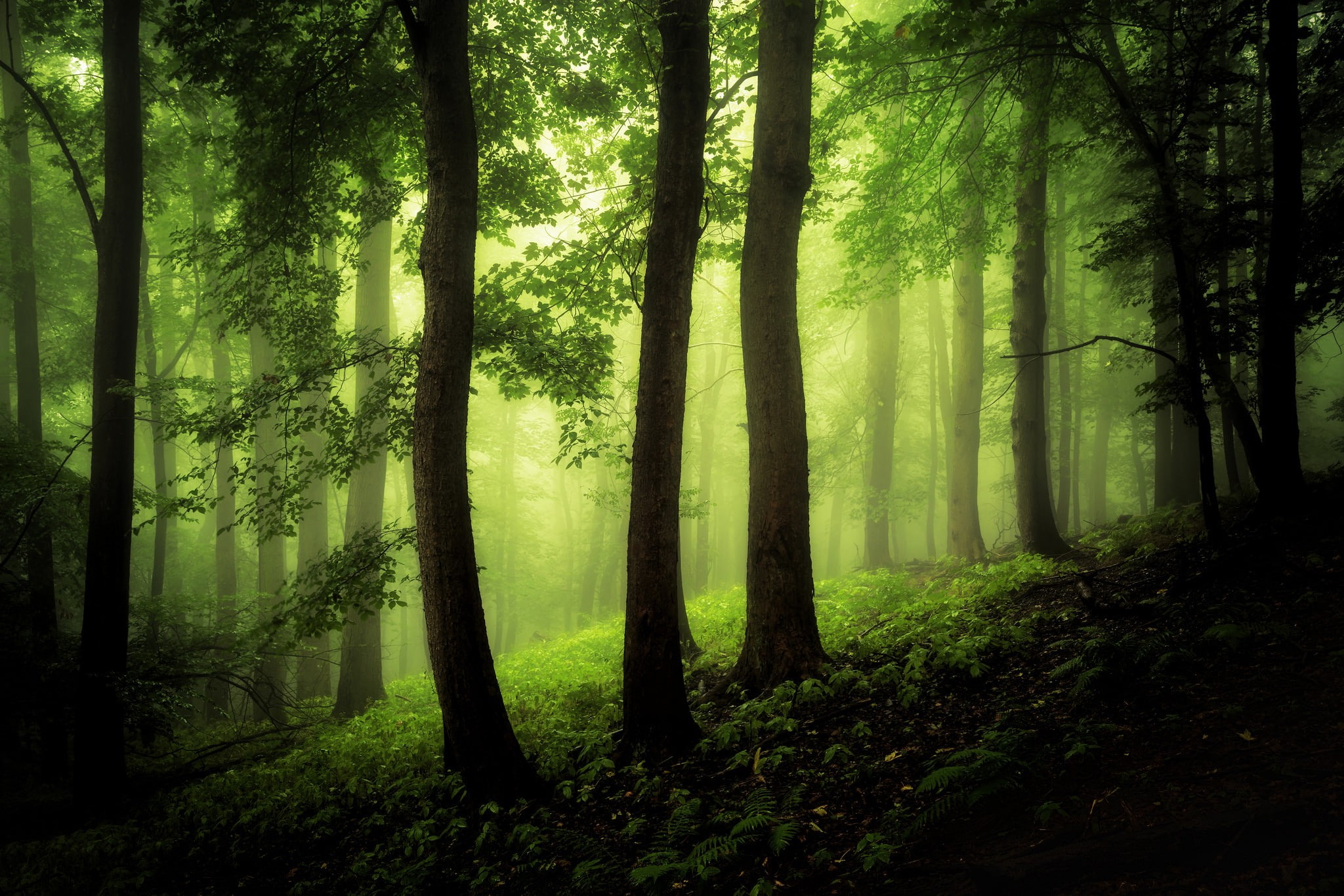 foliage, trees, green, mist, forest, 1080P, plants, wood, HD Wallpaper