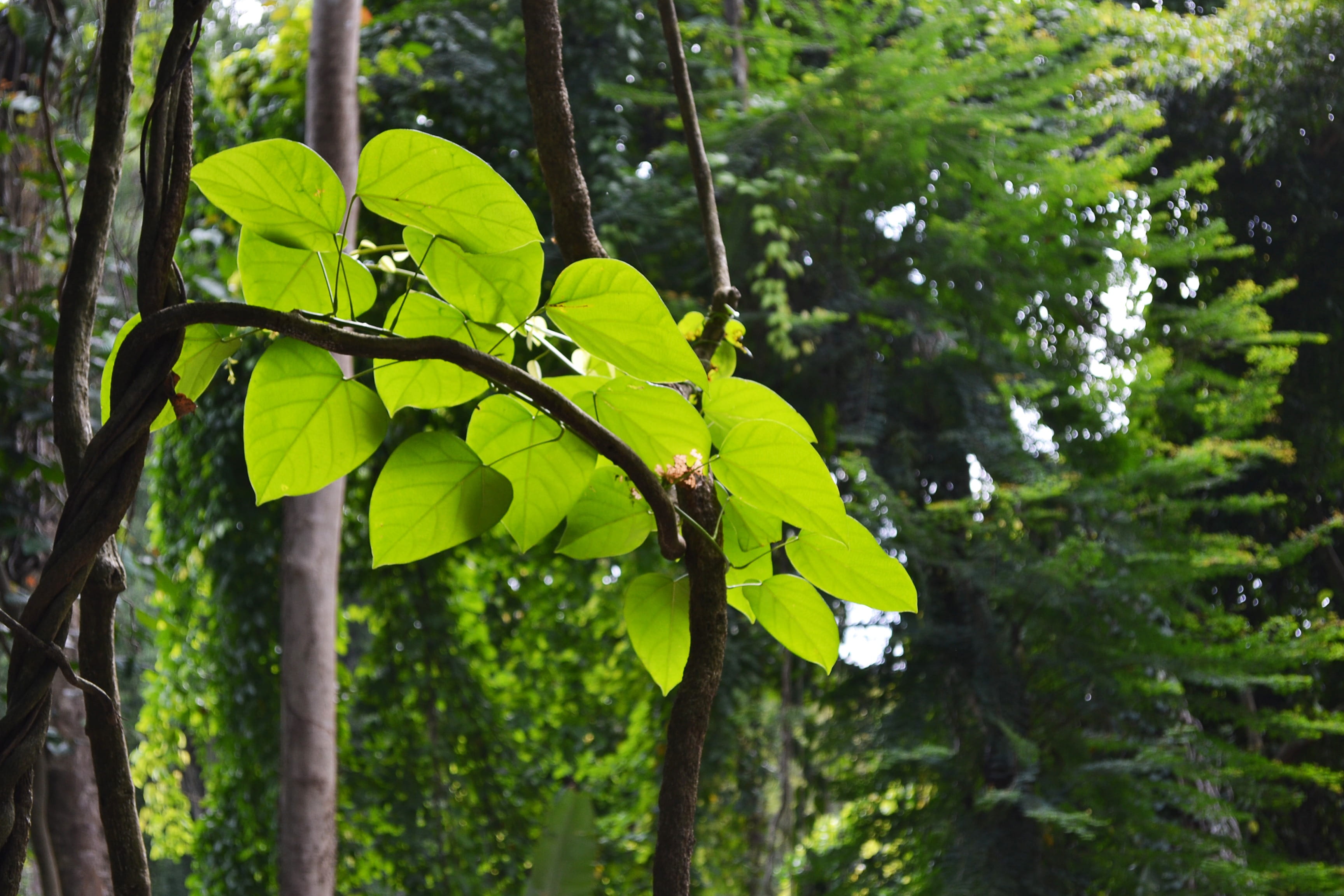 leaf, tree, Vine, Garden, green color, one animal, no people, focus on foreground, animals in the wild, animal, animal wildlife, outdoors, Nature, branch, HD Wallpaper