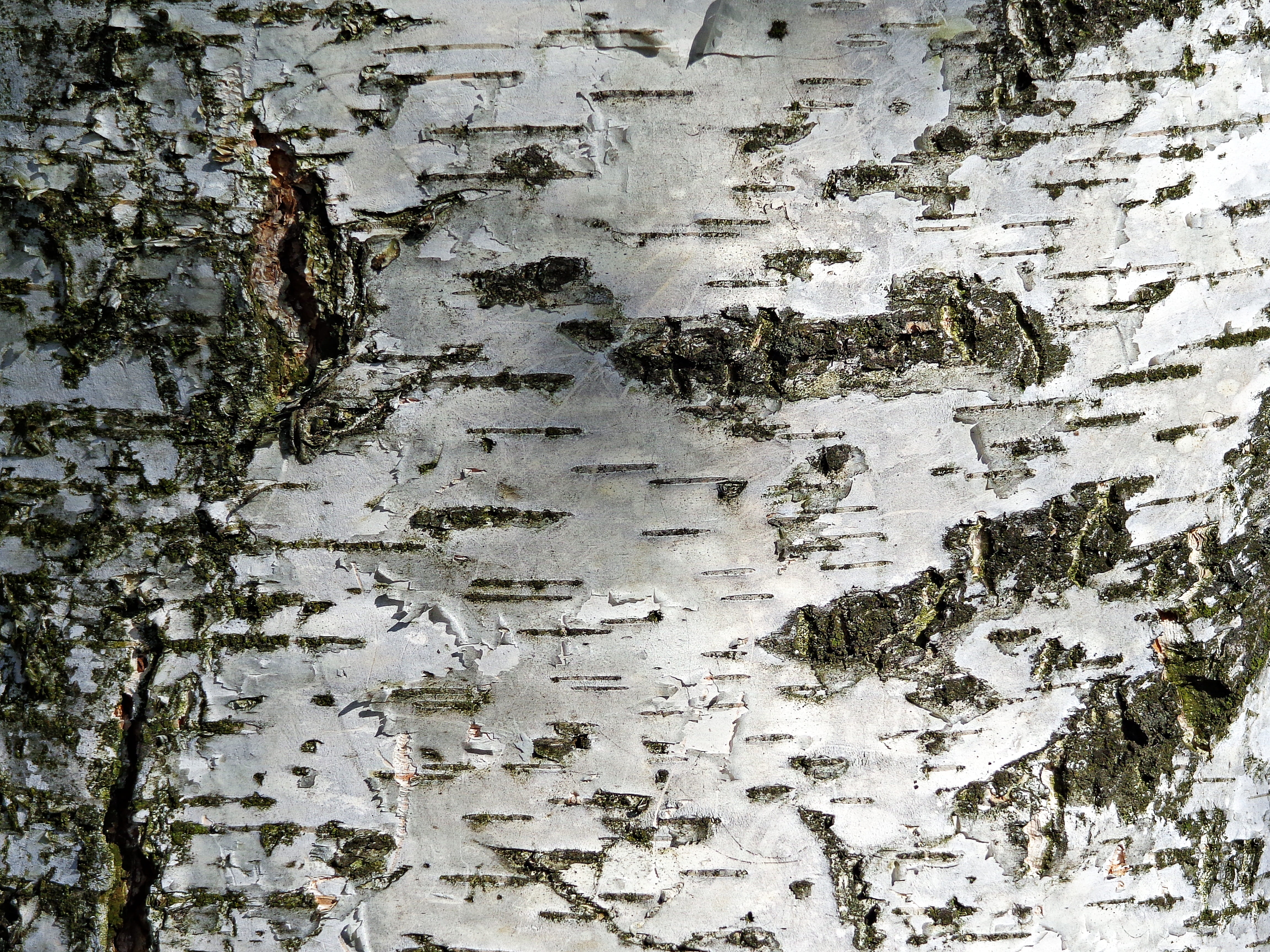 green, plant, plants, old, the bark, 4K, backgrounds, outdoors, Tree, close-up, bark, the background, closeup, textured, Beauty, reflection, the bark of the tree, HD Wallpaper