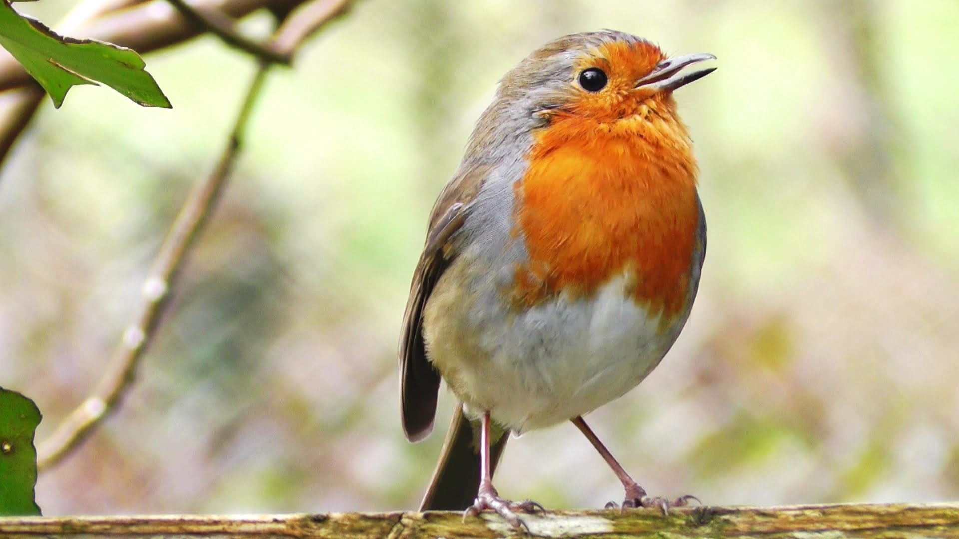 Ave, Pajaro, 1080P, Jilguero, HD Wallpaper