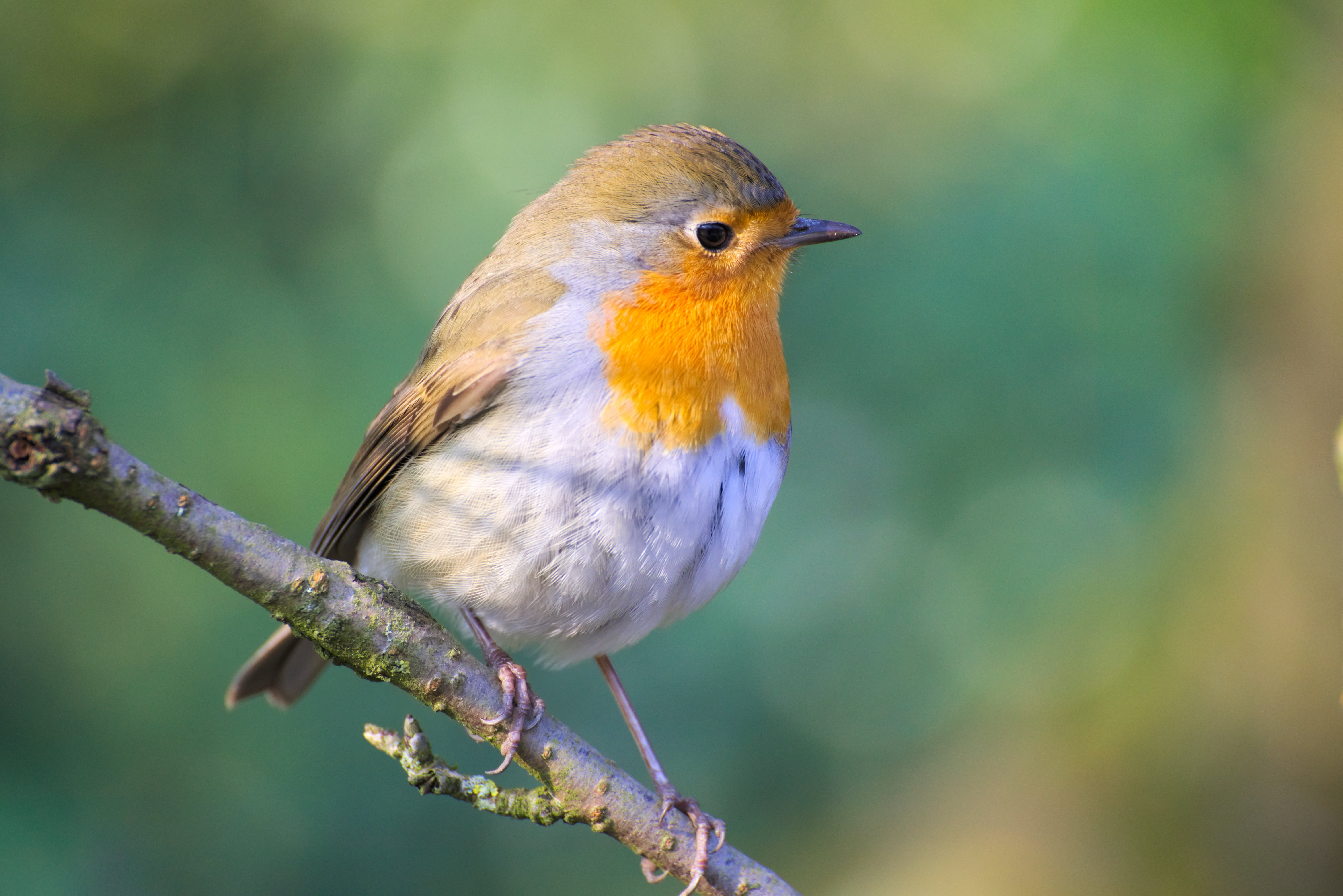 nature, yellow, focus on foreground, full length, animals In The Wild, animal, wildlife, branch, animal wildlife, tree, garden, bird, perching, songbirds, HD Wallpaper