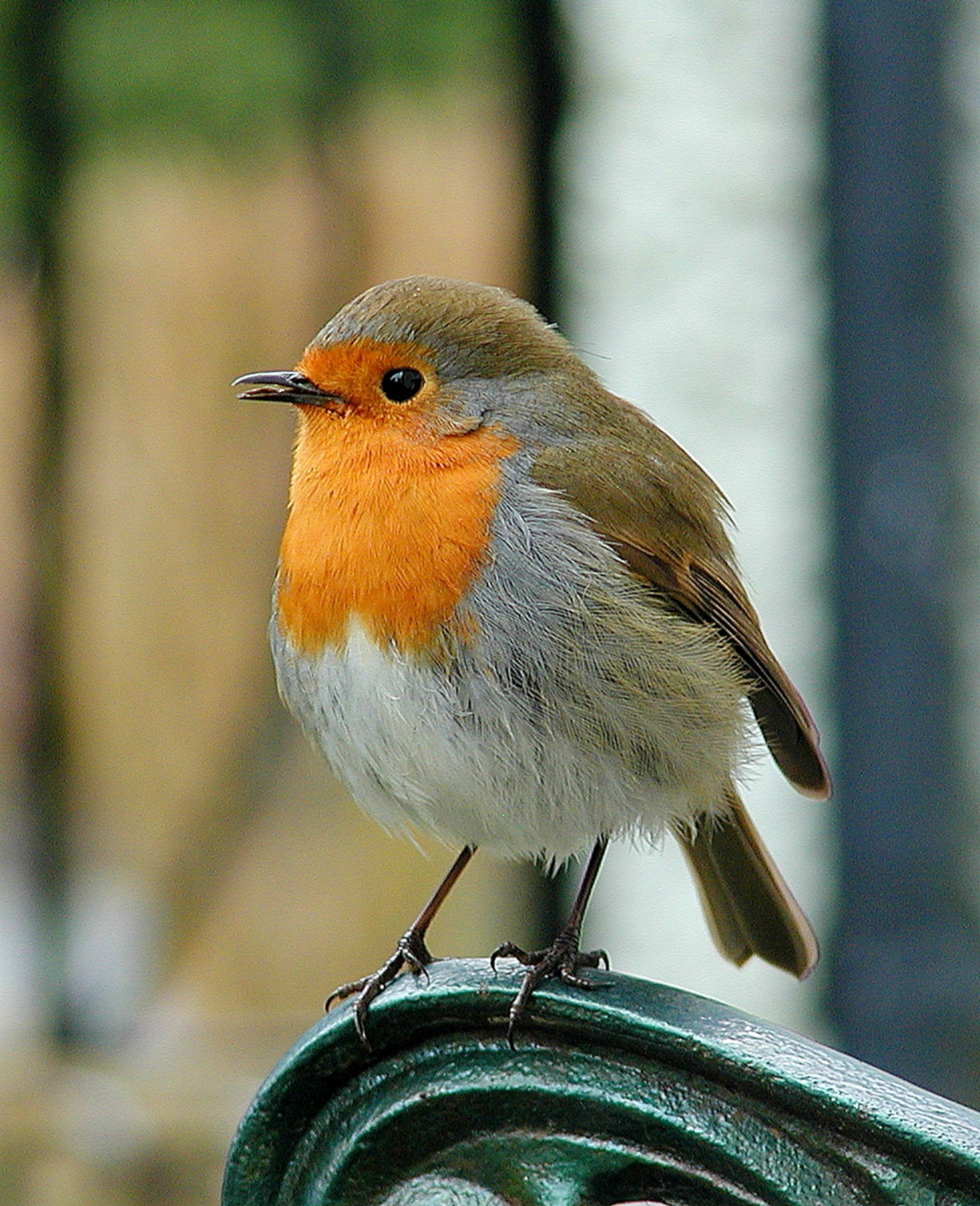 animals In The Wild, european, orange color, selective, black, perching, day, photo, animal themes, part, 1080P, nature, looking away, perched, orange, Phone HD Wallpaper