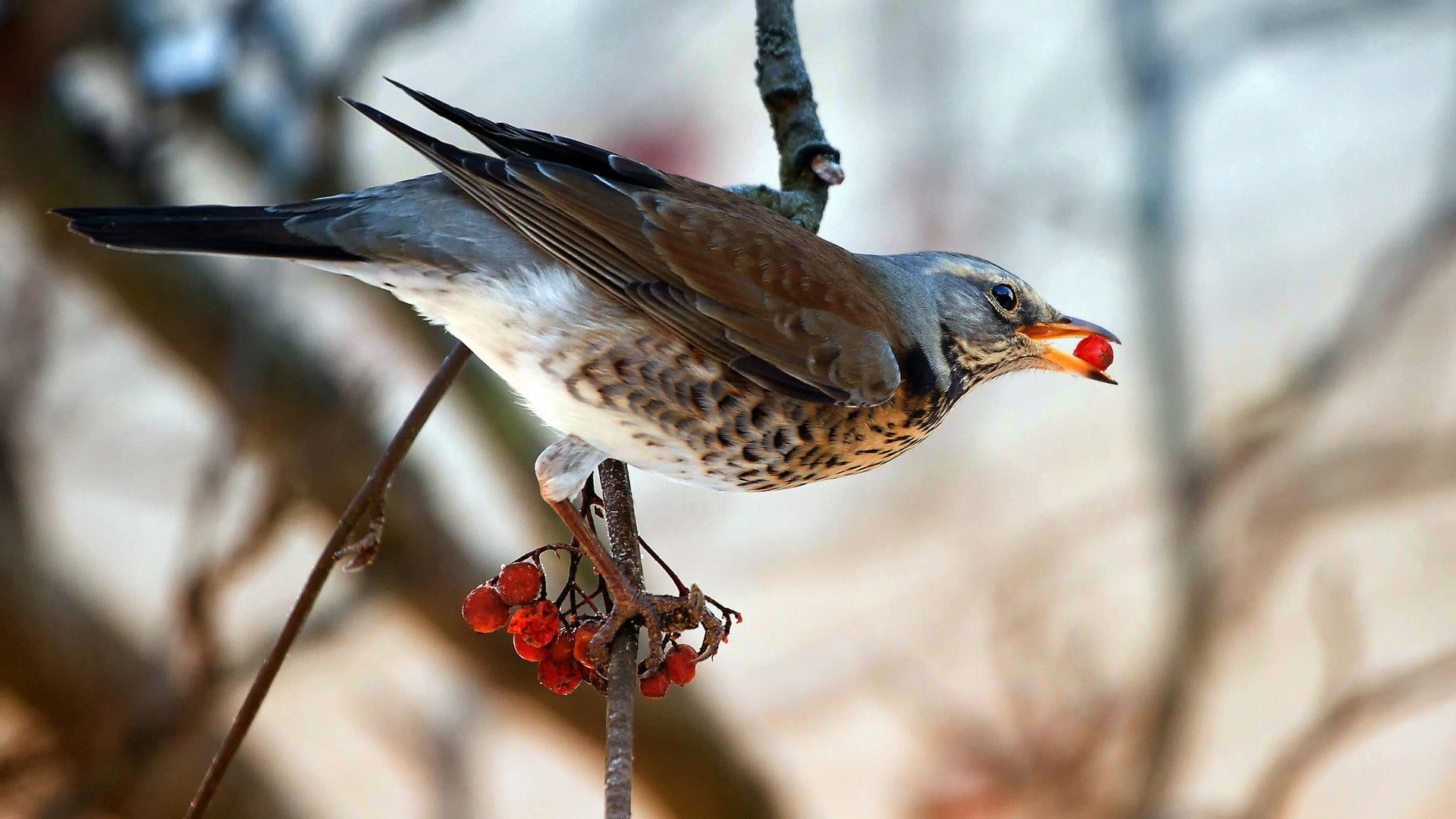 animals, sparrow, branch, food, birds, 1080P, HD Wallpaper