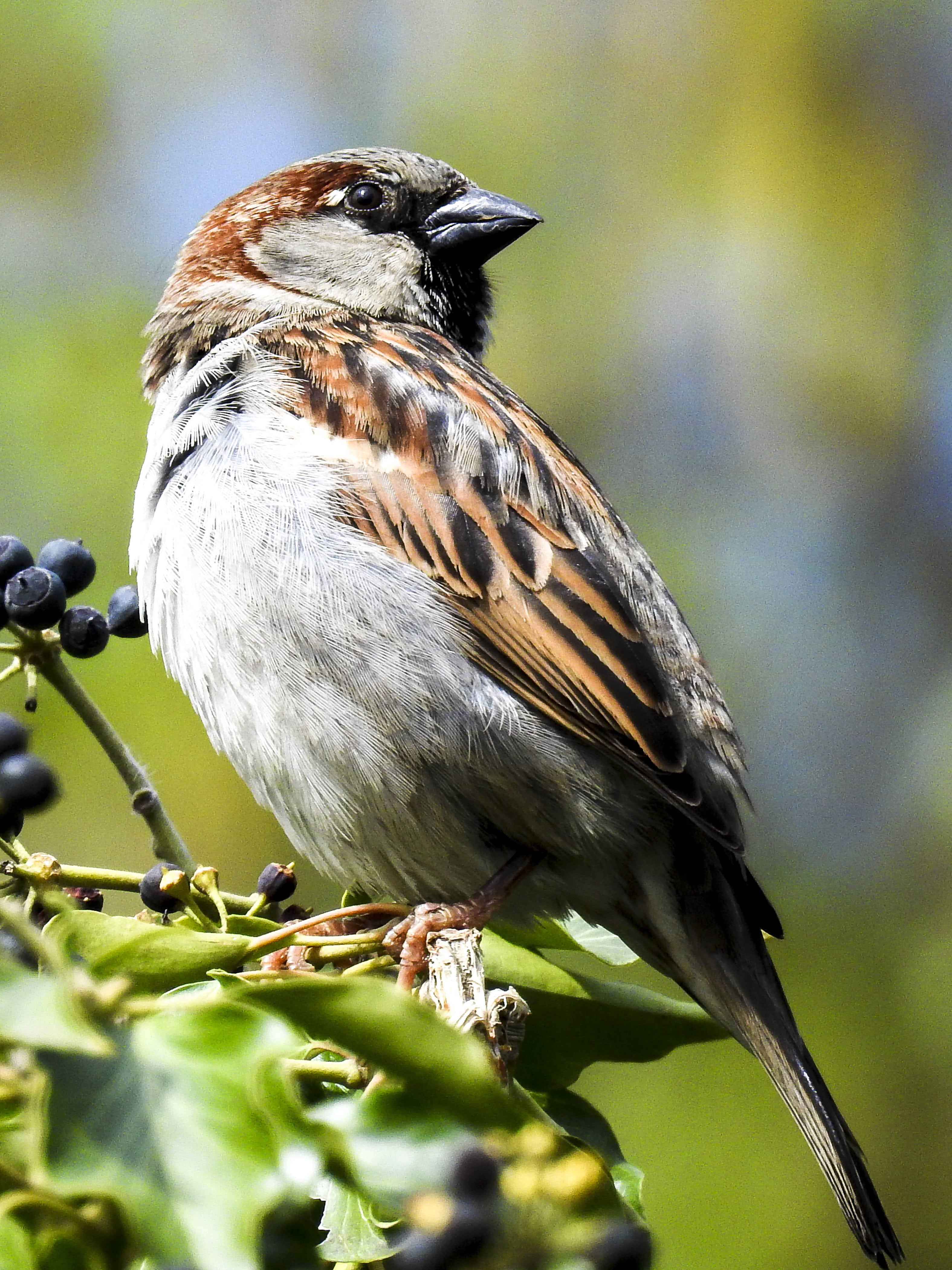 animal themes, sparrow, animal wildlife, branch, no people, beauty in nature, selective focus, songbird, nature, sperling, close-up, one animal, day, perching, Phone HD Wallpaper