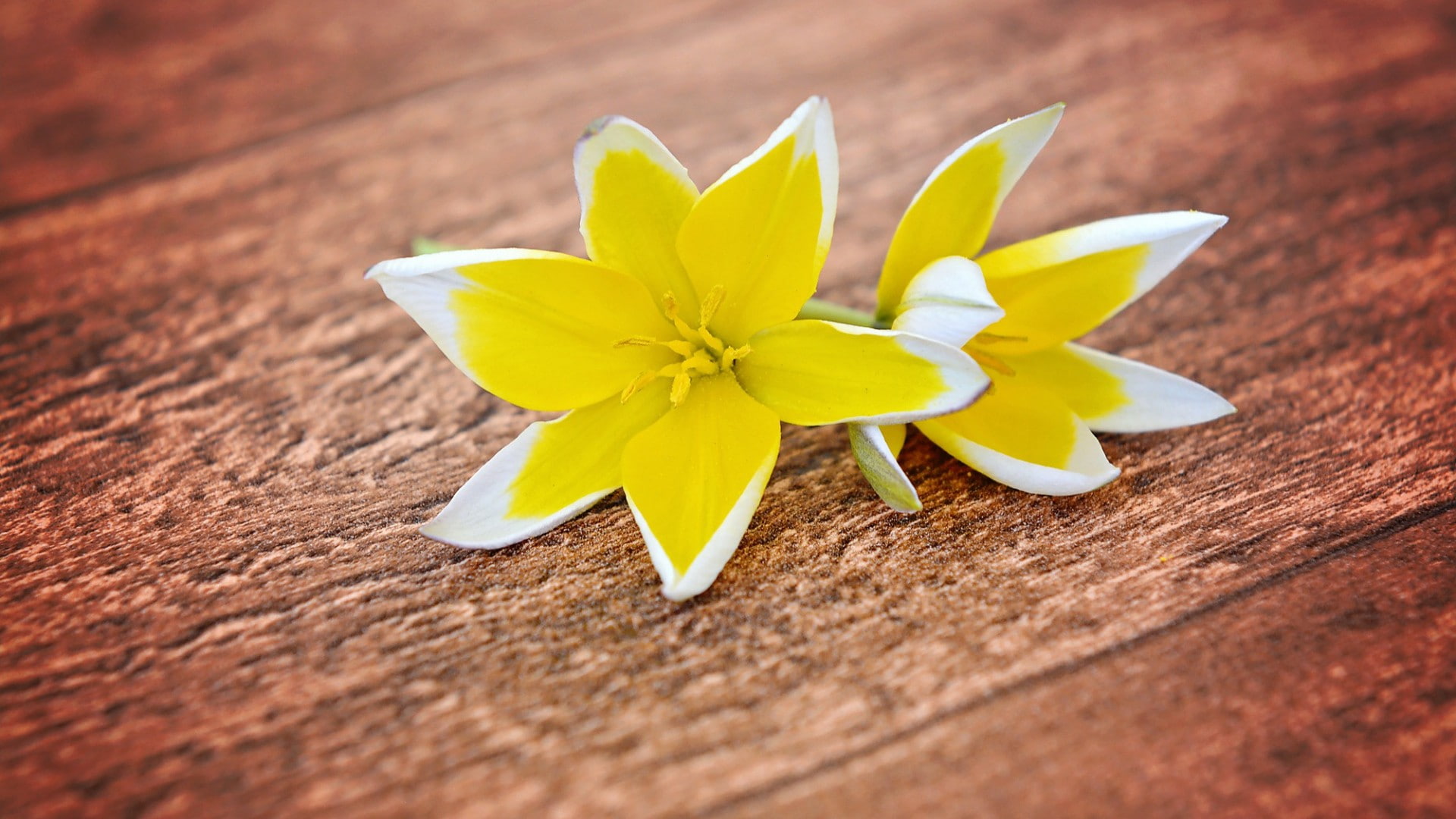 1080P, yellow flowers, wood, HD Wallpaper