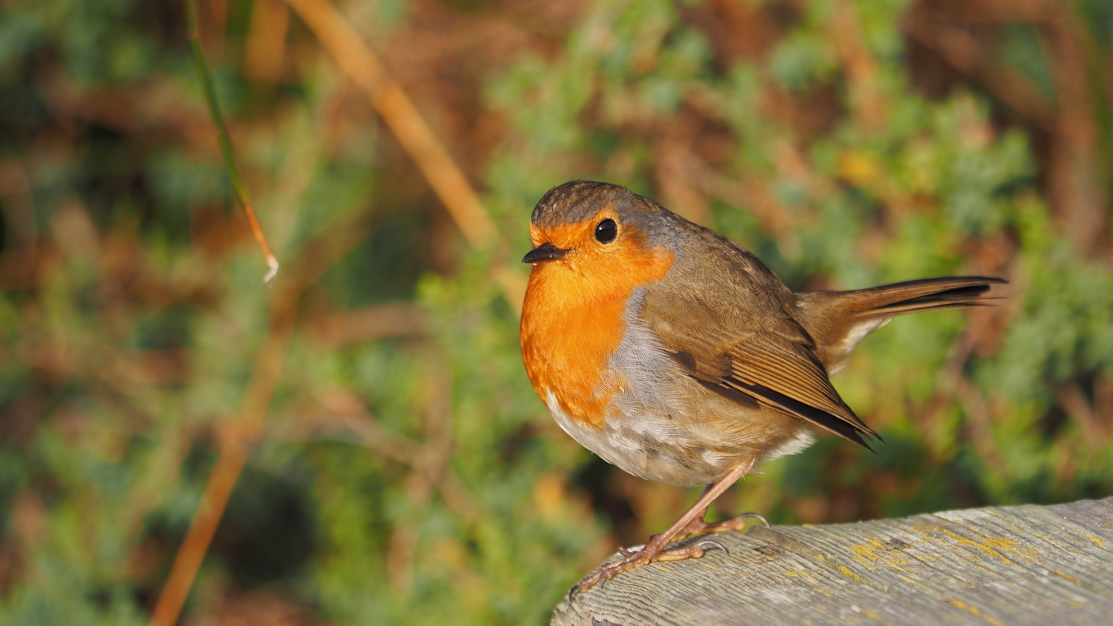 one animal, focus on foreground, looking, orange color, animal, bird, fauna, robin, animals in the wild, worm, outdoors, wood - material, close-up, day, HD Wallpaper