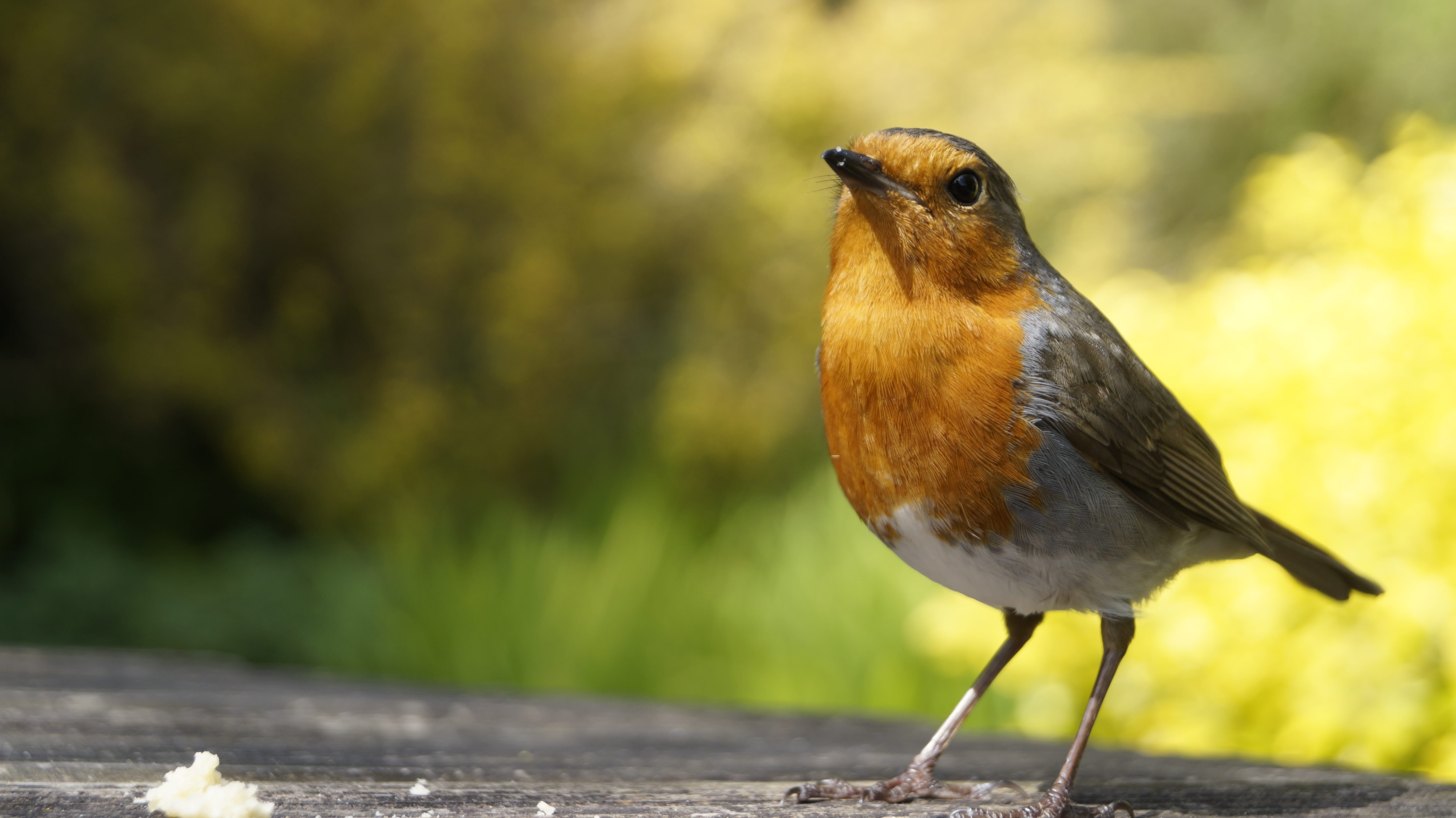 full length, focus on foreground, close up, robin, outdoors, garden, animals in the wild, perching, bird, looking away, nature, wood - material, animal themes, HD Wallpaper