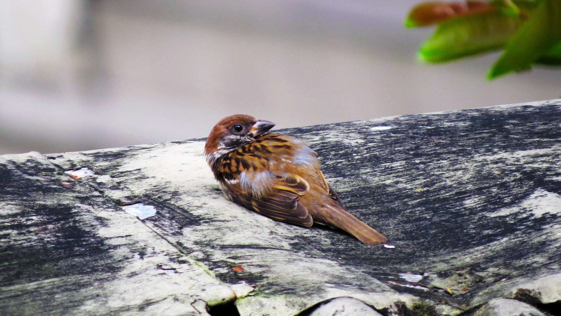 focus on foreground, surface, close-up, perching, tree trunk, sparrow, brown, wood - material, baby, outdoors, day, vertebrate, animal, animals in the wild, HD Wallpaper