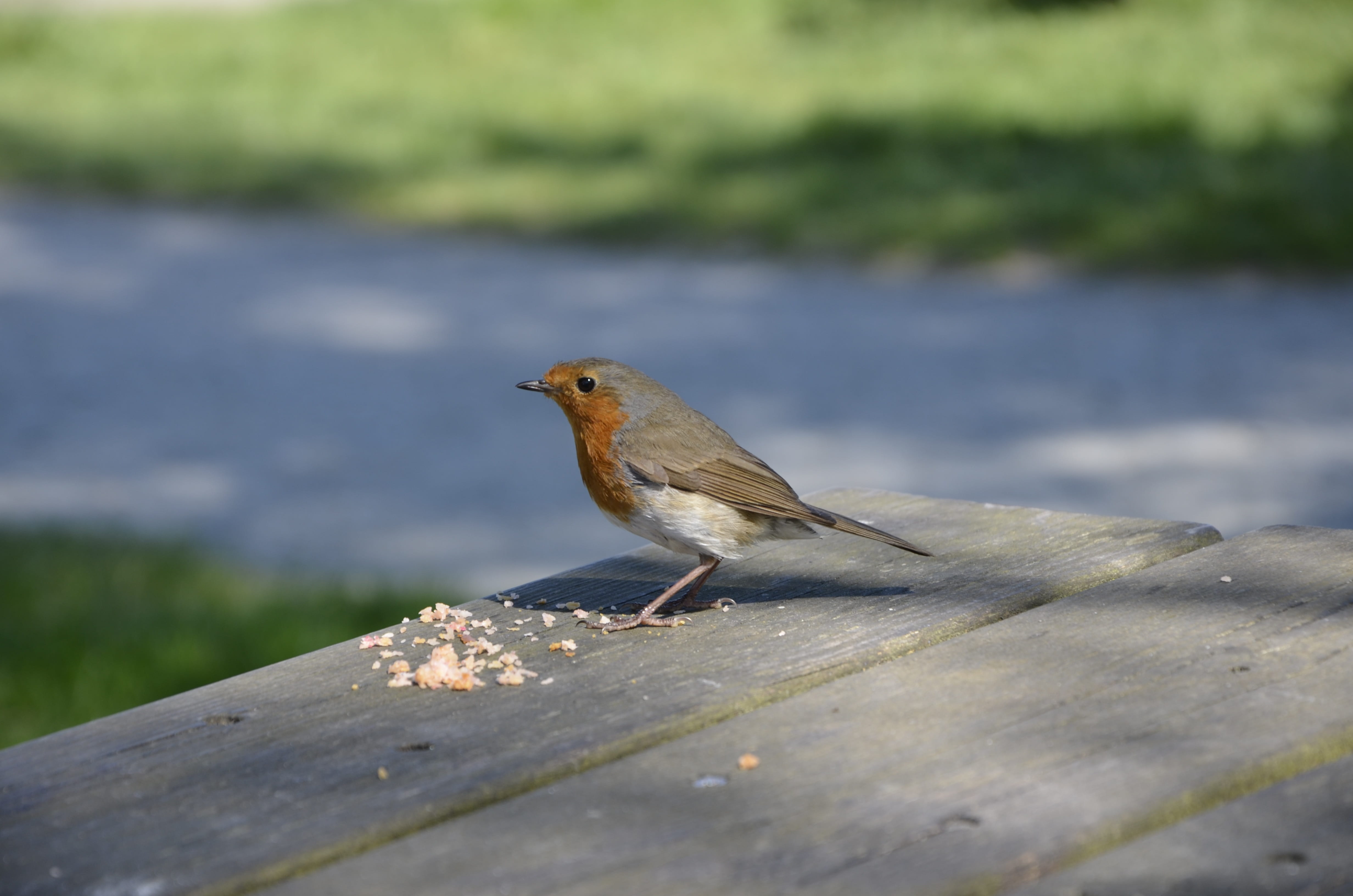 sunlight, one animal, 4K, animal, perching, sparrow, outdoors, animals in the wild, animal wildlife, full length, wood - material, focus on foreground, HD Wallpaper