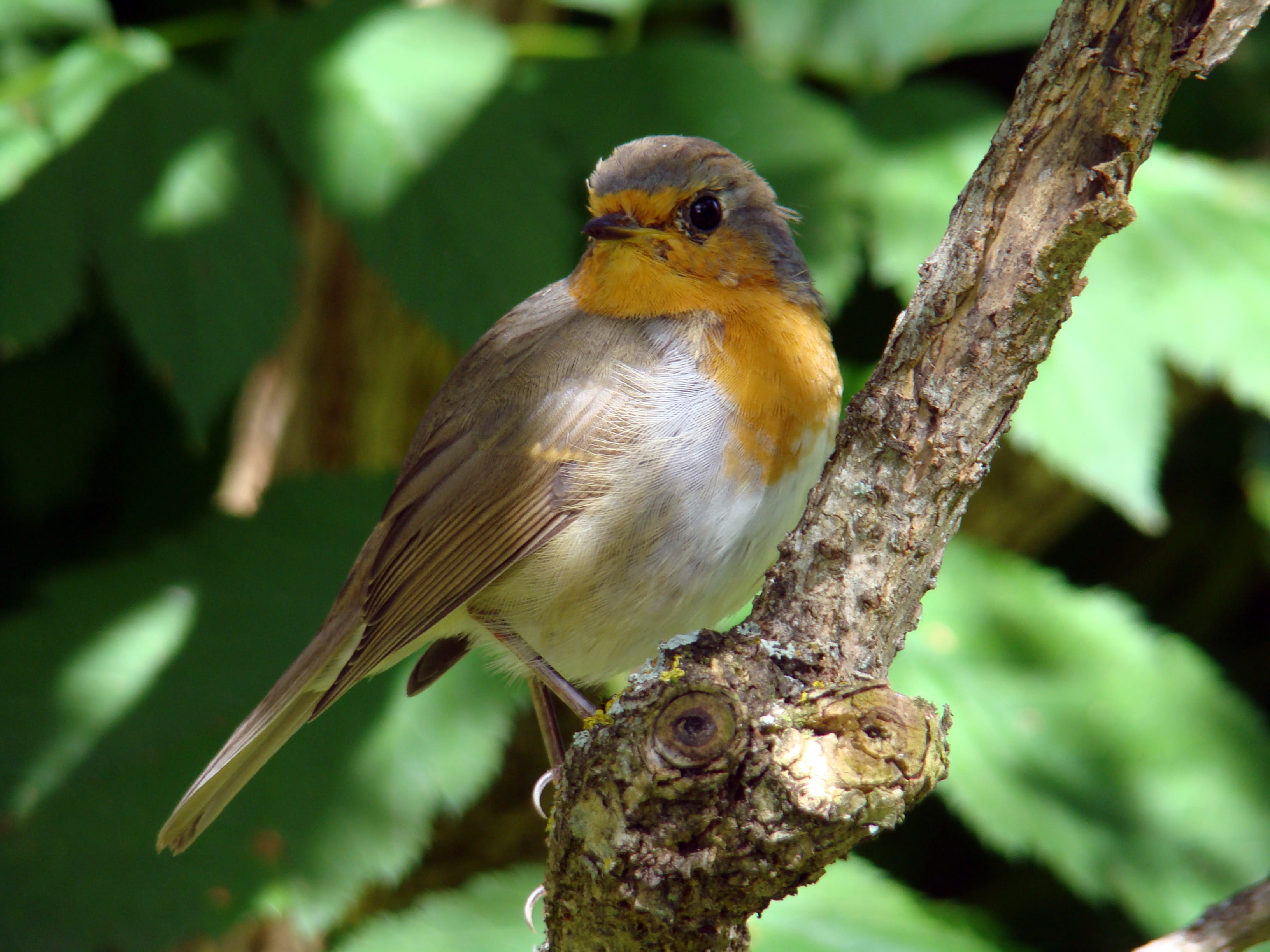 summer, wood - material, 2K, plant, robin, animals in the wild, tree, nature, one animal, curious, vertebrate, small birds, animal eye, animal wildlife, HD Wallpaper