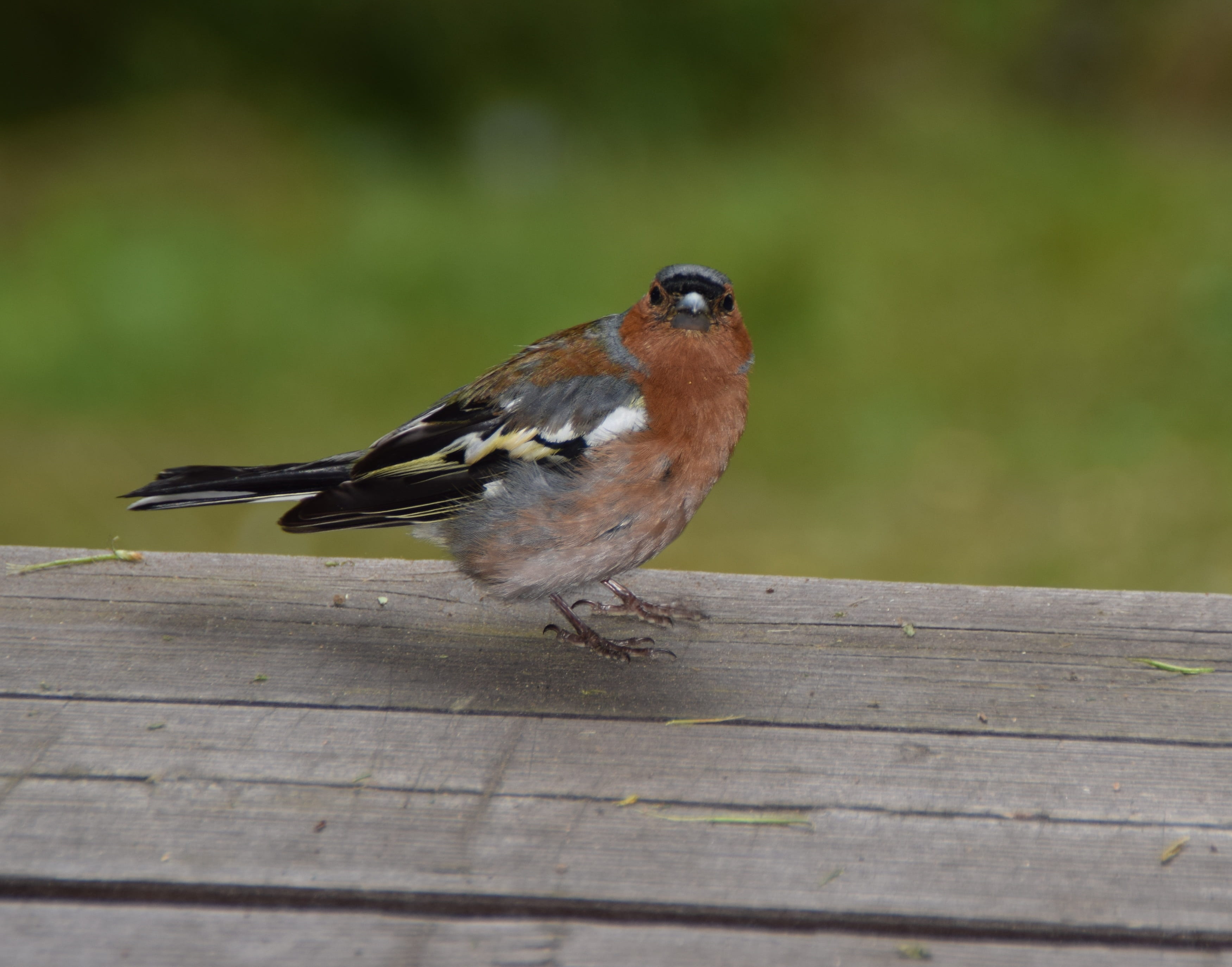 fink, nature, 2K, outdoors, one animal, forest, no people, animals in the wild, close-up, chaffinch, garden bird, railing, sparrow, day, selective focus, HD Wallpaper
