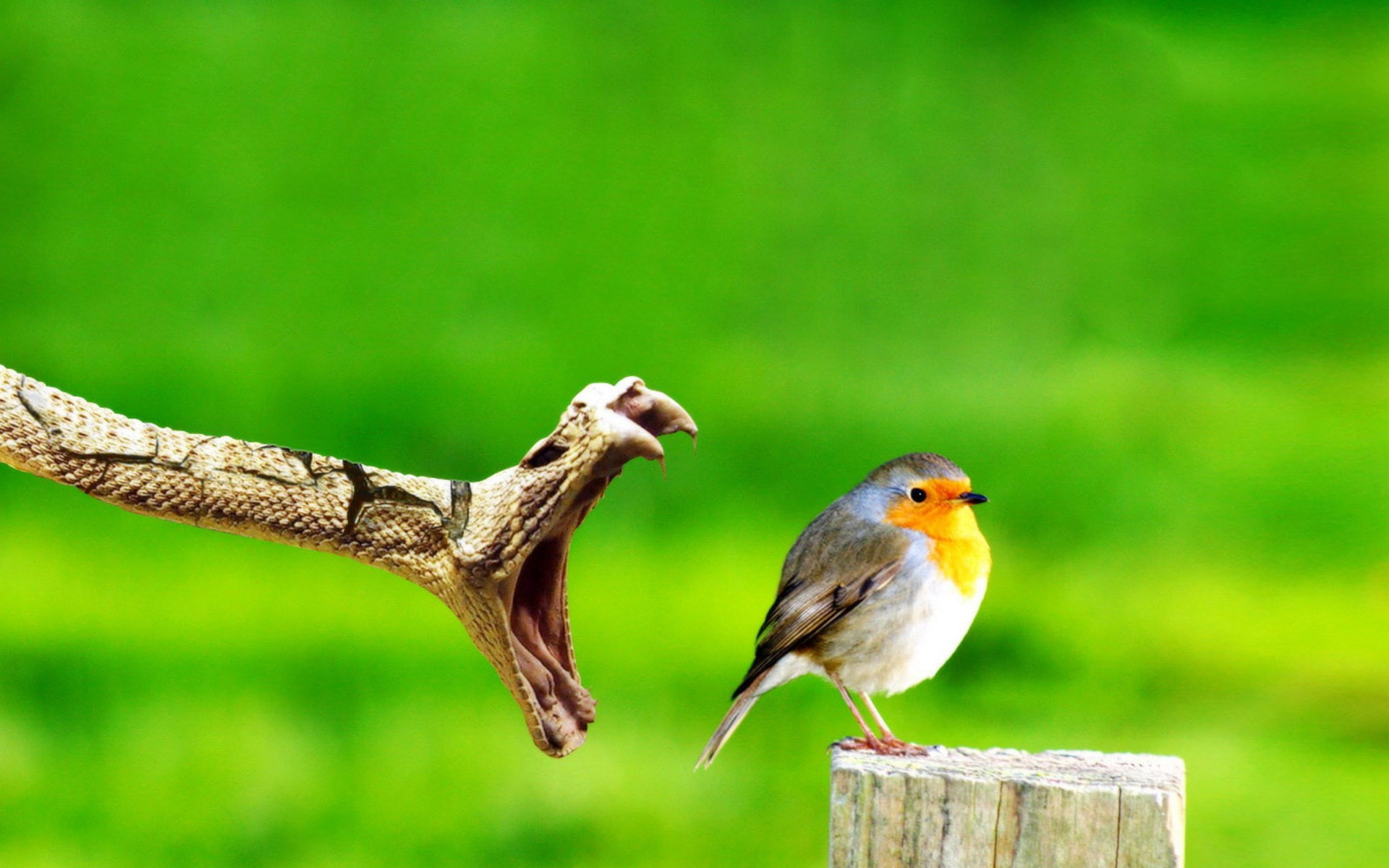 1080P, perching, branch, outdoors, green color, animal wildlife, nature, animal, vertebrate, animal body part, animal themes, animal head, tree, copy space, HD Wallpaper
