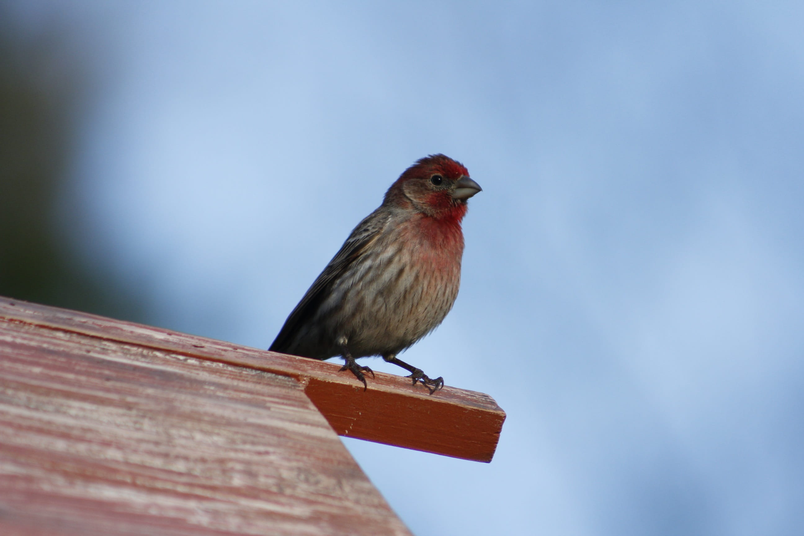 2K, animal wildlife, house finch, focus on foreground, vertebrate, day, robin, animal themes, songbird, full length, sky, wildlife, bird, natural, male house finch, HD Wallpaper