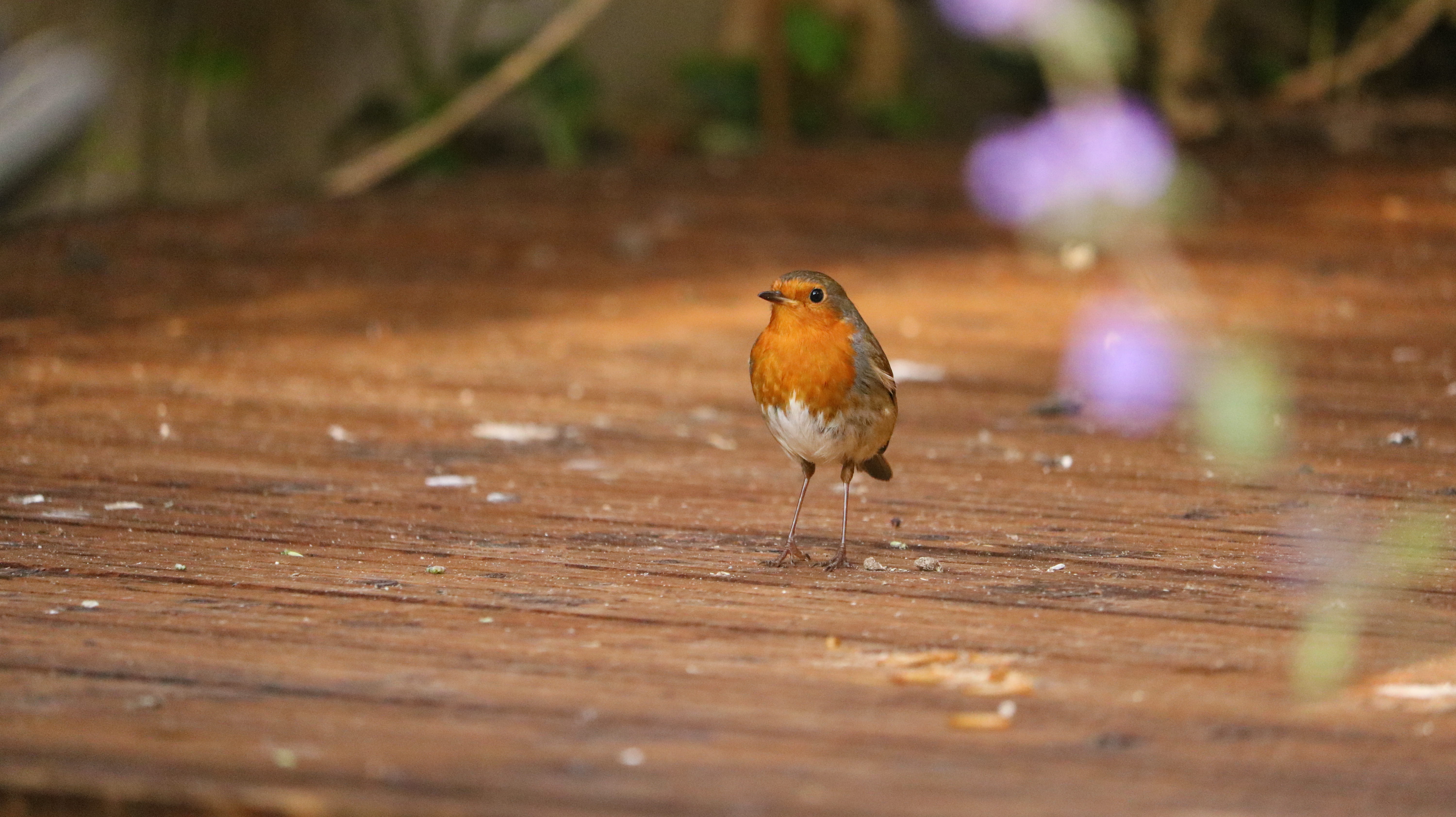 close-up, animals in the wild, bird, animal wildlife, animal themes, day, small, songbird, no people, worm, animal, wildlife, united kingdom, wood - material, HD Wallpaper