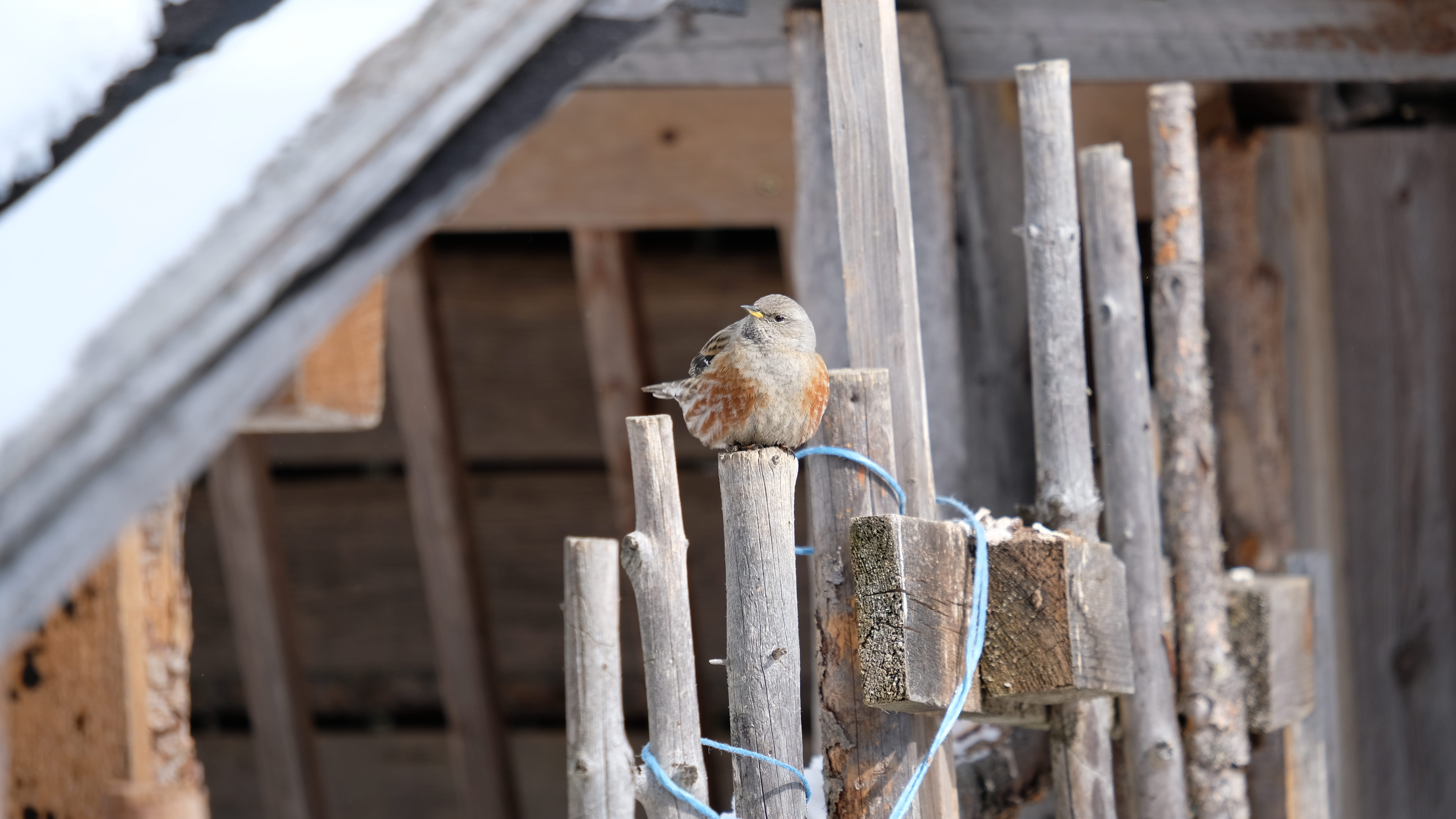 wood - material, fiss, no people, vertebrate, perching, austria, focus on foreground, fence, sparrow, animals in the wild, one animal, animal themes, day, HD Wallpaper