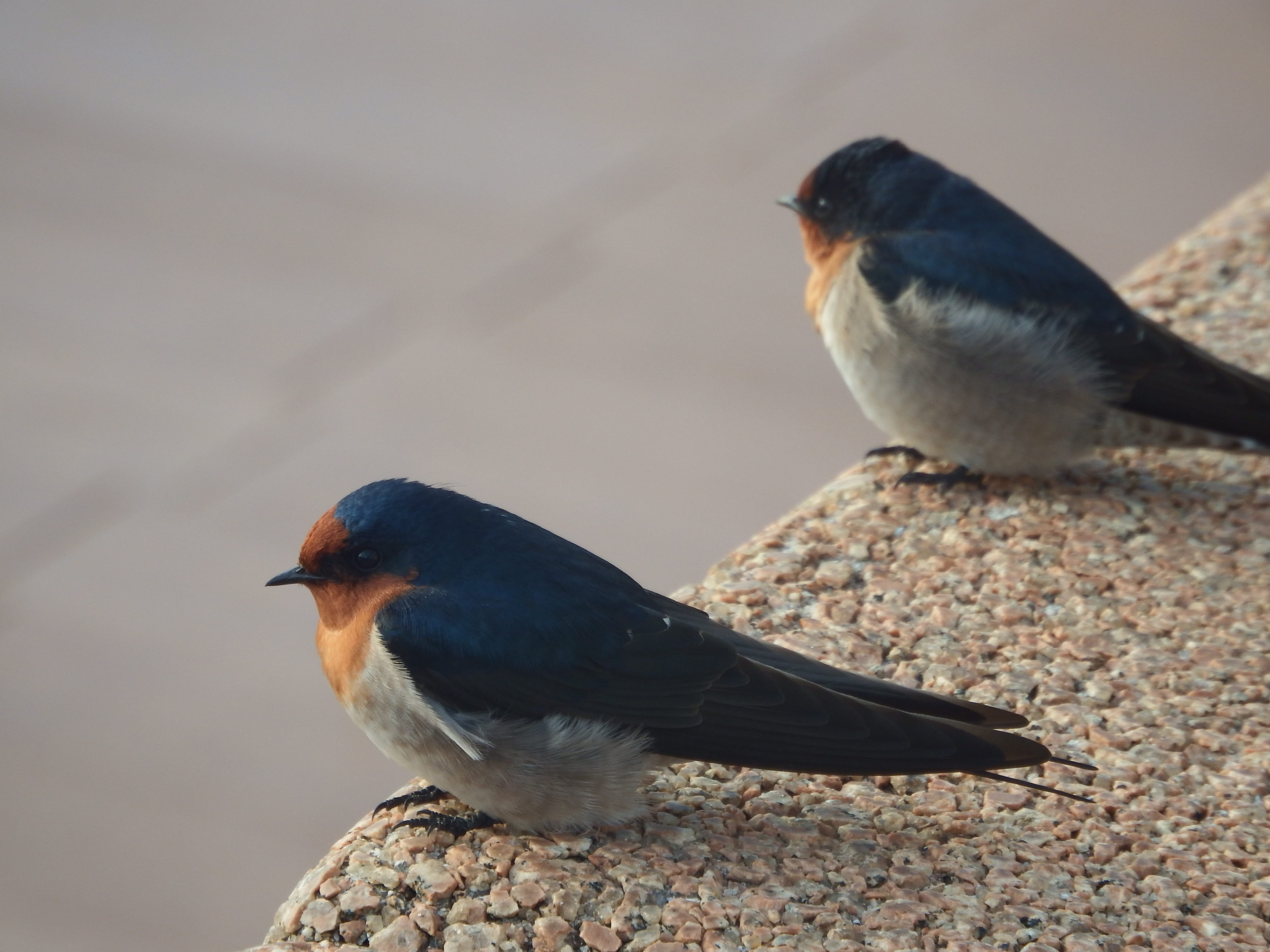 outdoors, 4K, finch, bluebird, animal themes, produce, close-up, vegetable, side view, beak, bird, sydney, full length, animal, food, day, birds, plywood, HD Wallpaper