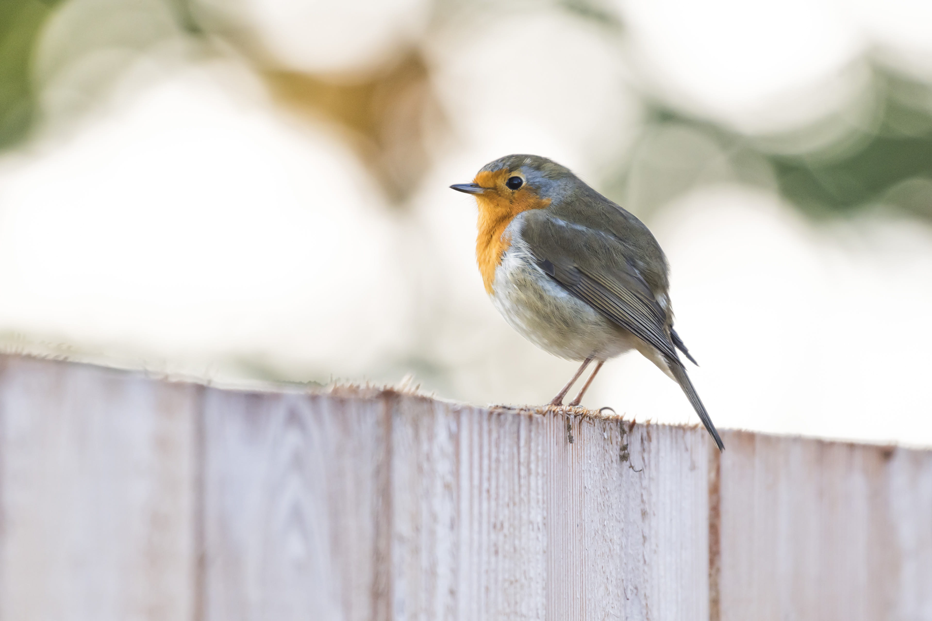 animals in the wild, boundary, outdoors, no people, wood - material, gray, perching, railing, robin, small, vertebrate, focus on foreground, orange, selective focus, HD Wallpaper