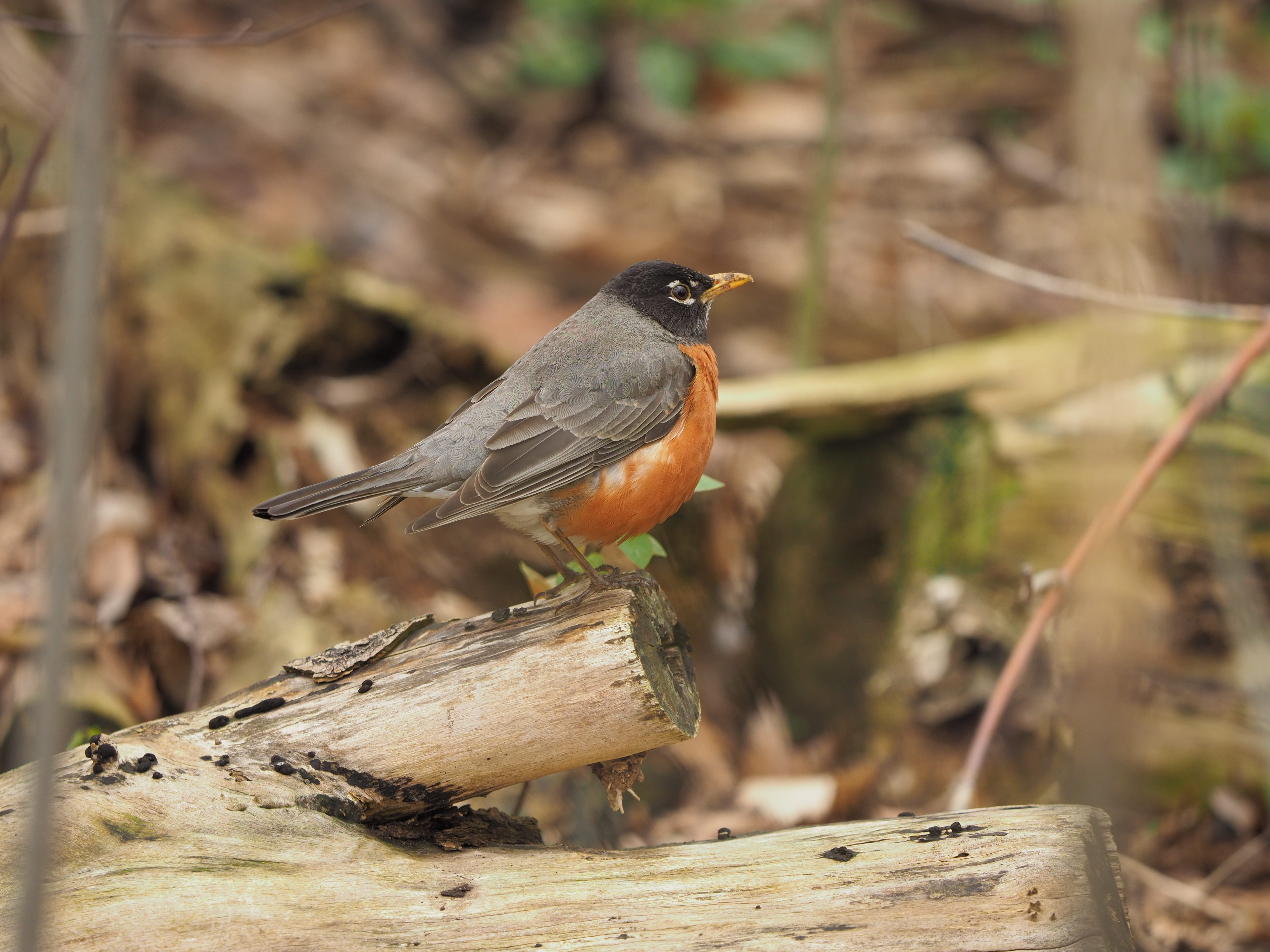 5K, selective focus, wood - material, animal themes, animal wildlife, one animal, bird, full length, close-up, day, focus on foreground, looking, vertebrate, HD Wallpaper