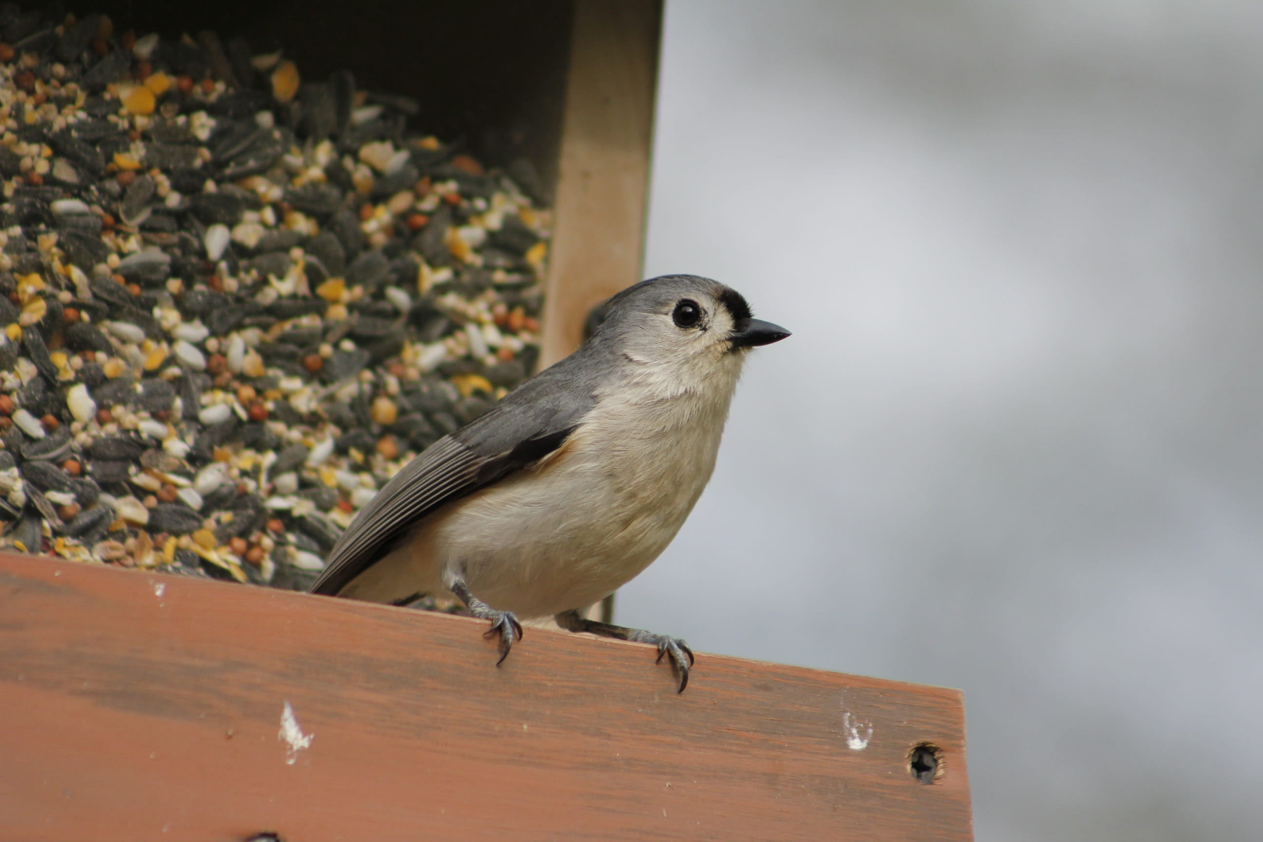outdoors, animal, no people, animal wildlife, bird, natural, day, animal themes, titmouse, nature, wood - material, sparrow, songbird, animals in the wild, HD Wallpaper