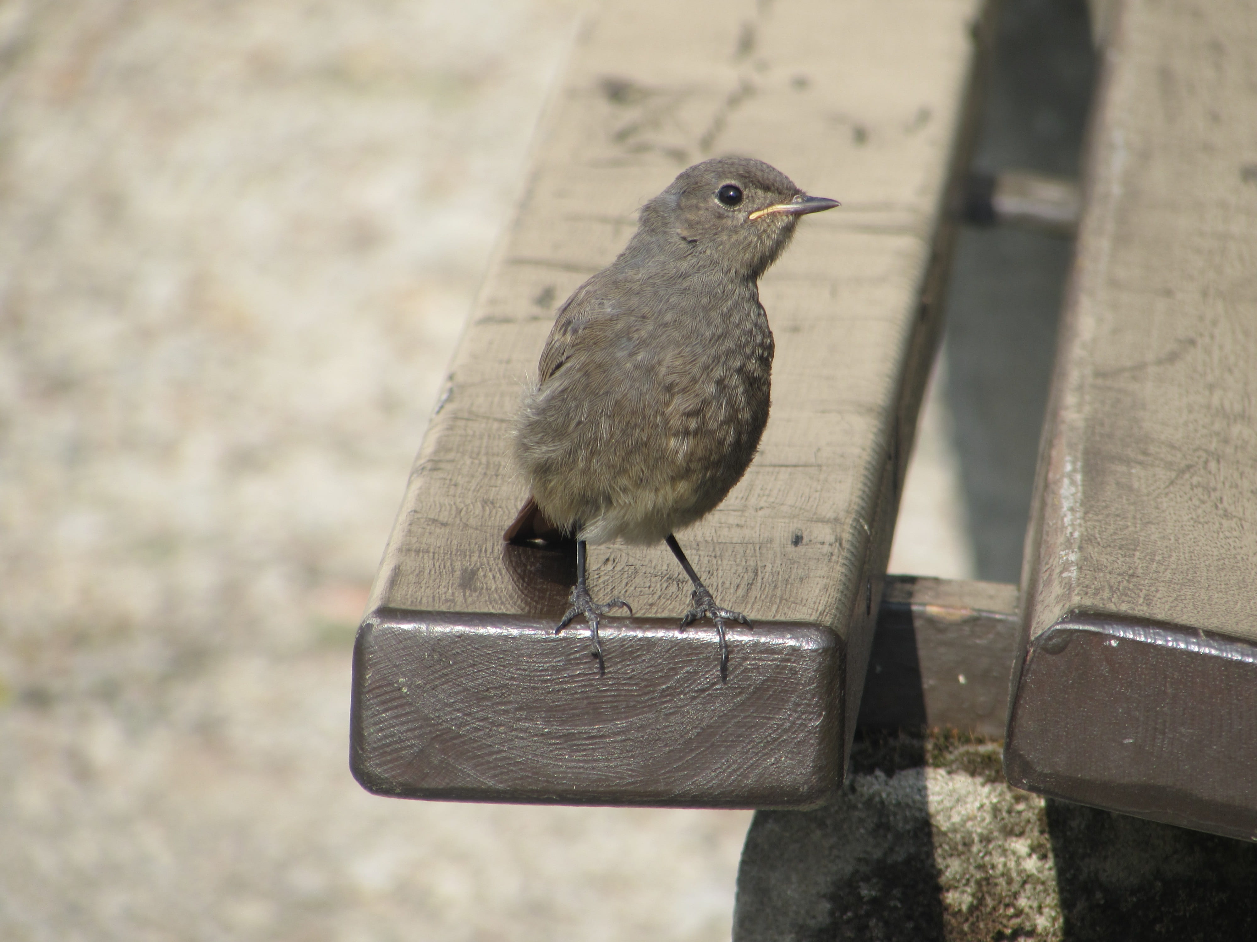 summer, no people, bird, outdoors, day, vertebrate, looking away, looking, full length, animals in the wild, animal, focus on foreground, nature, bench, HD Wallpaper