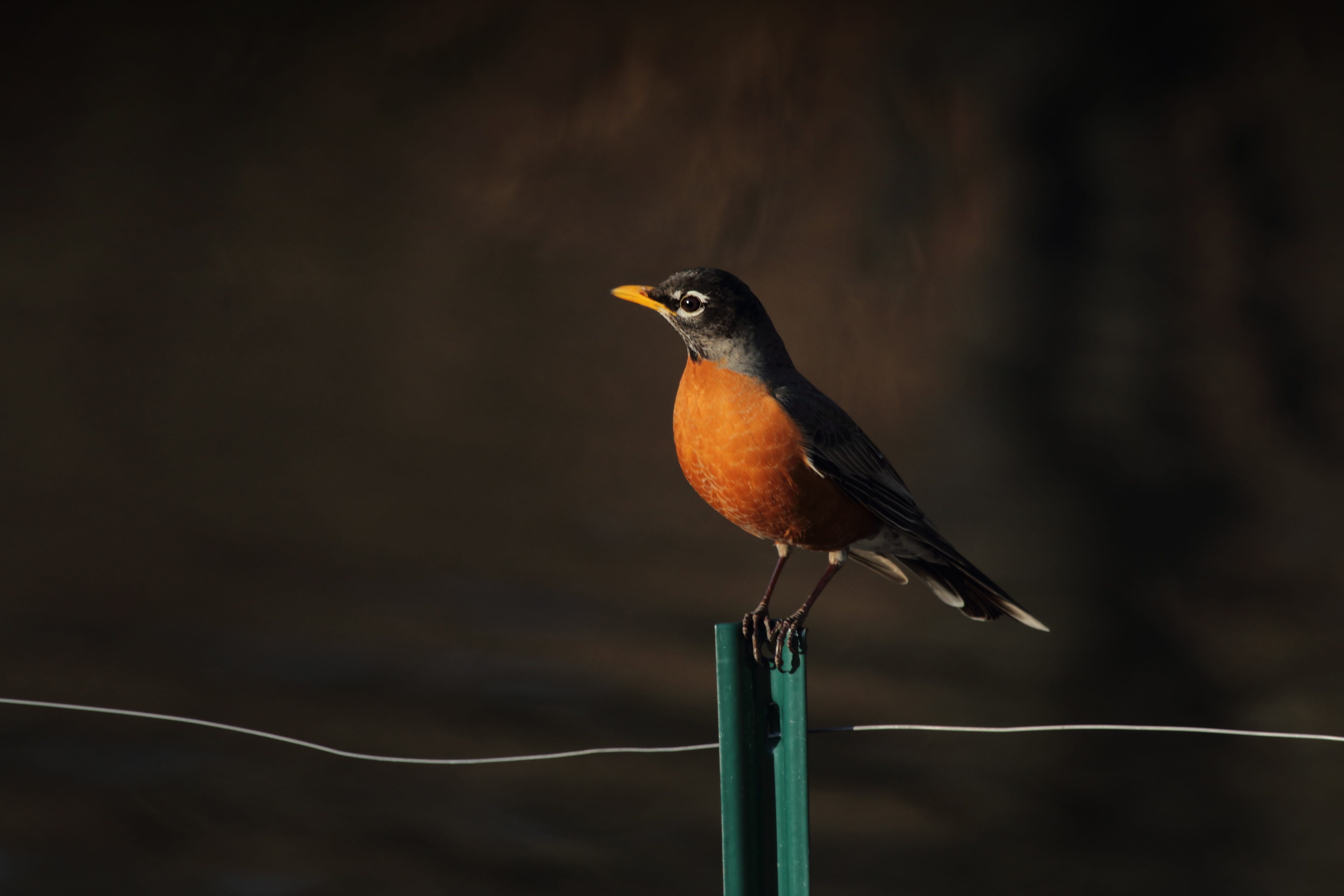 animals in the wild, orange color, beak, vertebrate, perching, nature, animal themes, one animal, robin, close-up, wood - material, outdoors, cable, side view, HD Wallpaper