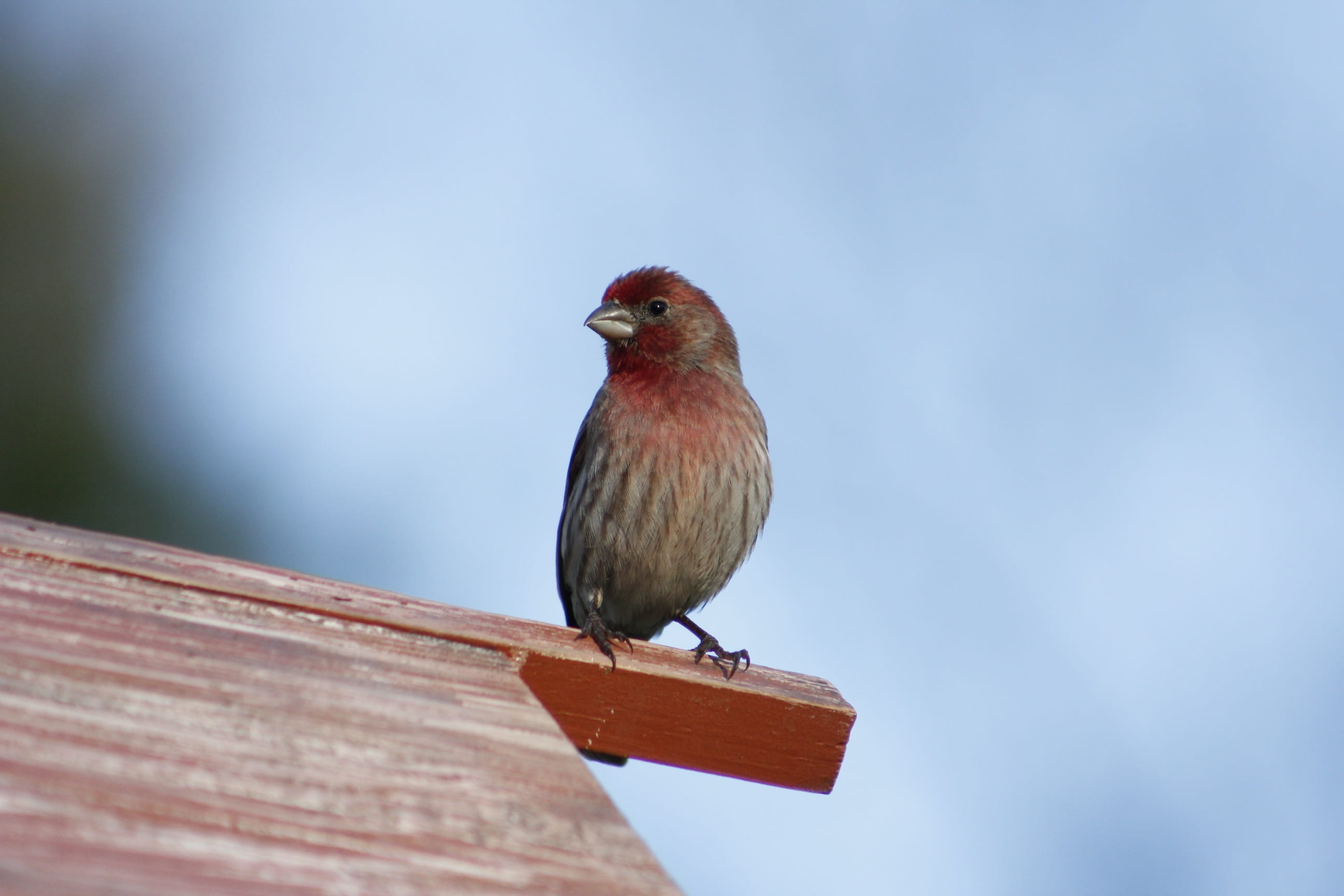 natural, 2K, house finch, animal wildlife, sky, day, one animal, vertebrate, full length, low angle view, animal themes, nature, close-up, bird, wood - material, HD Wallpaper