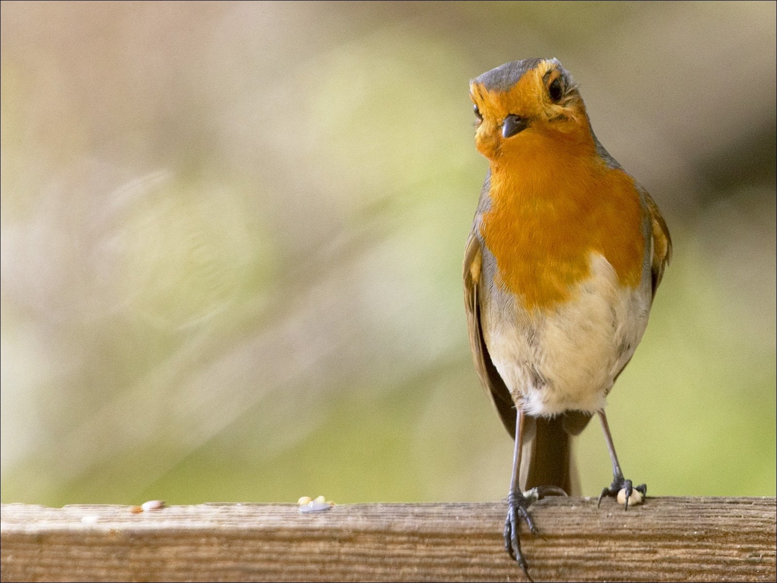 small, wood - material, bird, day, Robin, nature, perching, focus on foreground, vertebrate, one animal, yellow, outdoors, animal wildlife, close-up, songbird, HD Wallpaper
