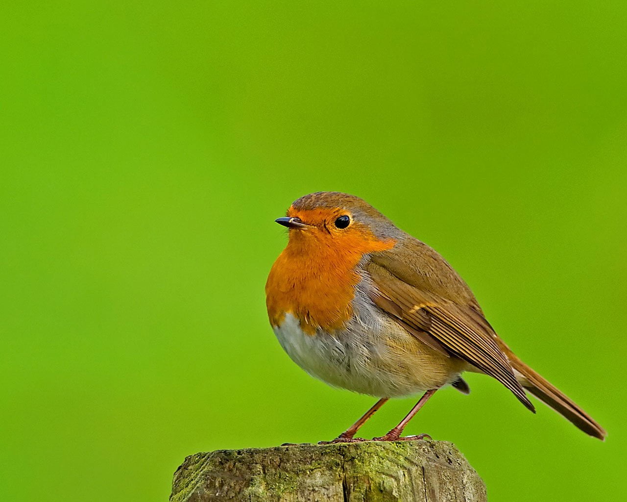 animals in the wild, focus on foreground, full length, close-up, green background, animal, Bird, animal themes, perching, outdoors, 720P, vertebrate, one animal, HD Wallpaper