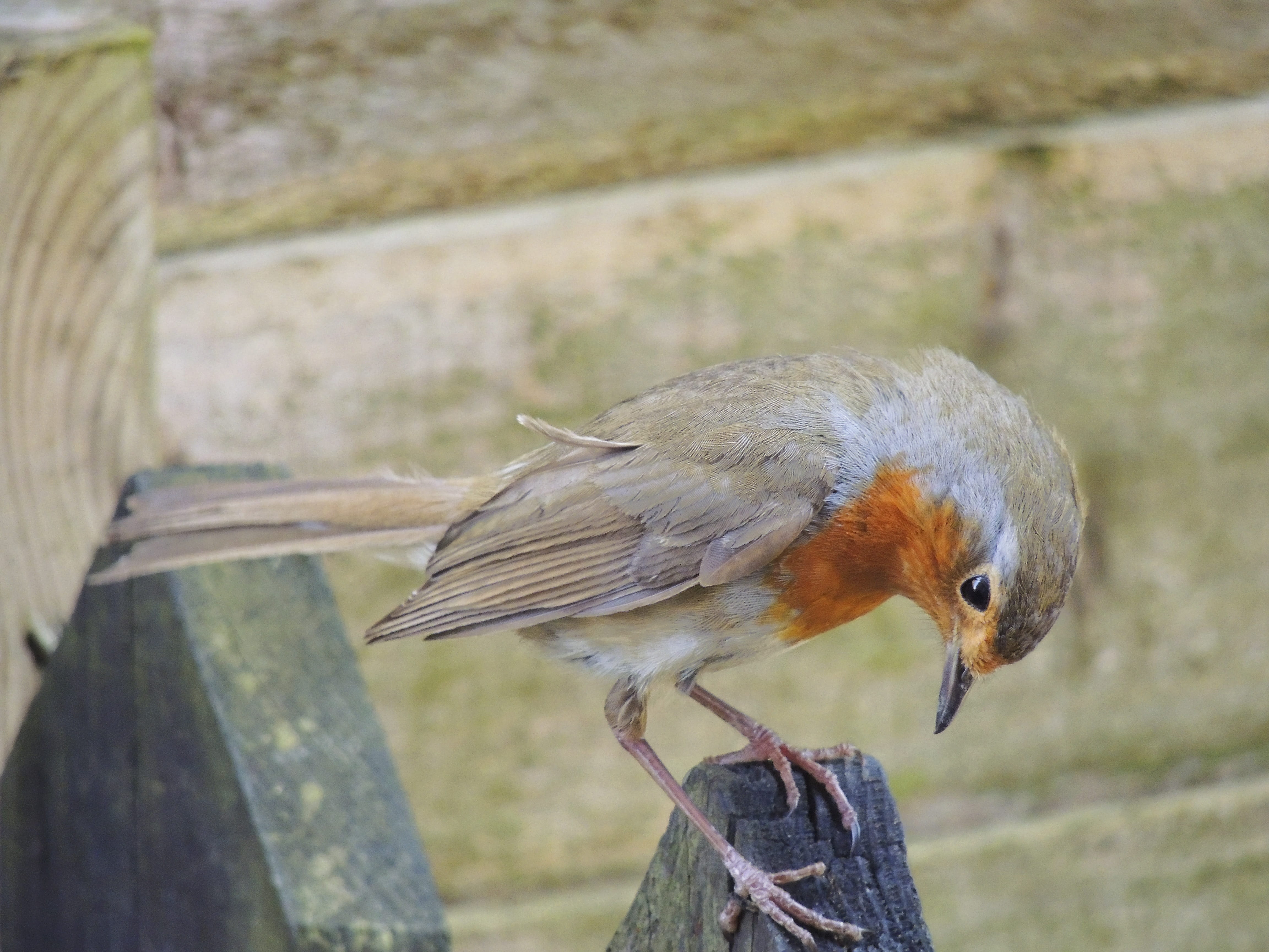 gate, orange, focus on foreground, winter, friendly, english, holidays, side view, christmas, redbreast, Bird, exterior, pet, wood - material, Robin, england, HD Wallpaper