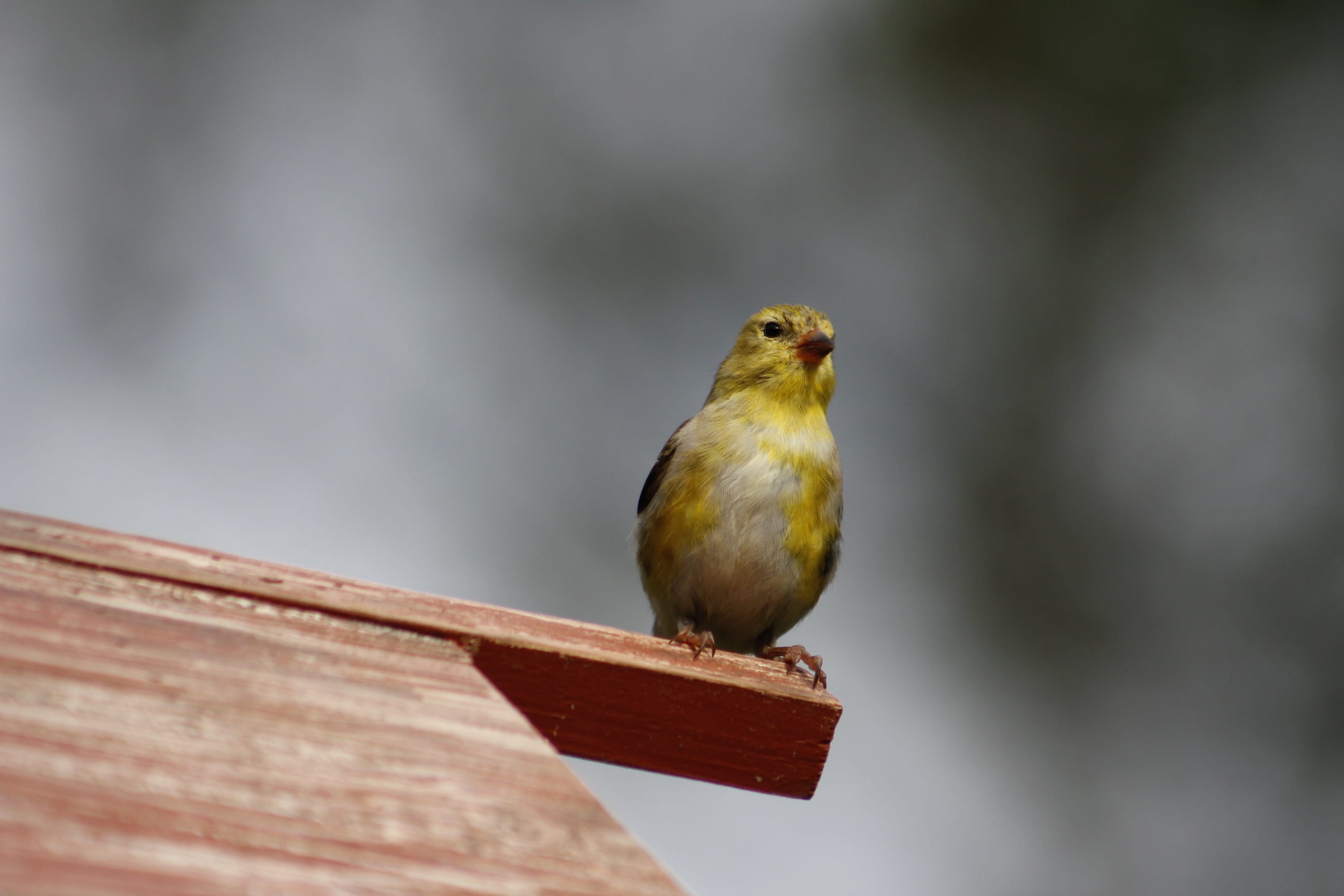 focus on foreground, natural, animal, wildlife, no people, day, perching, beauty in nature, bird, songbird, wood - material, selective focus, robin, female gold finch, HD Wallpaper