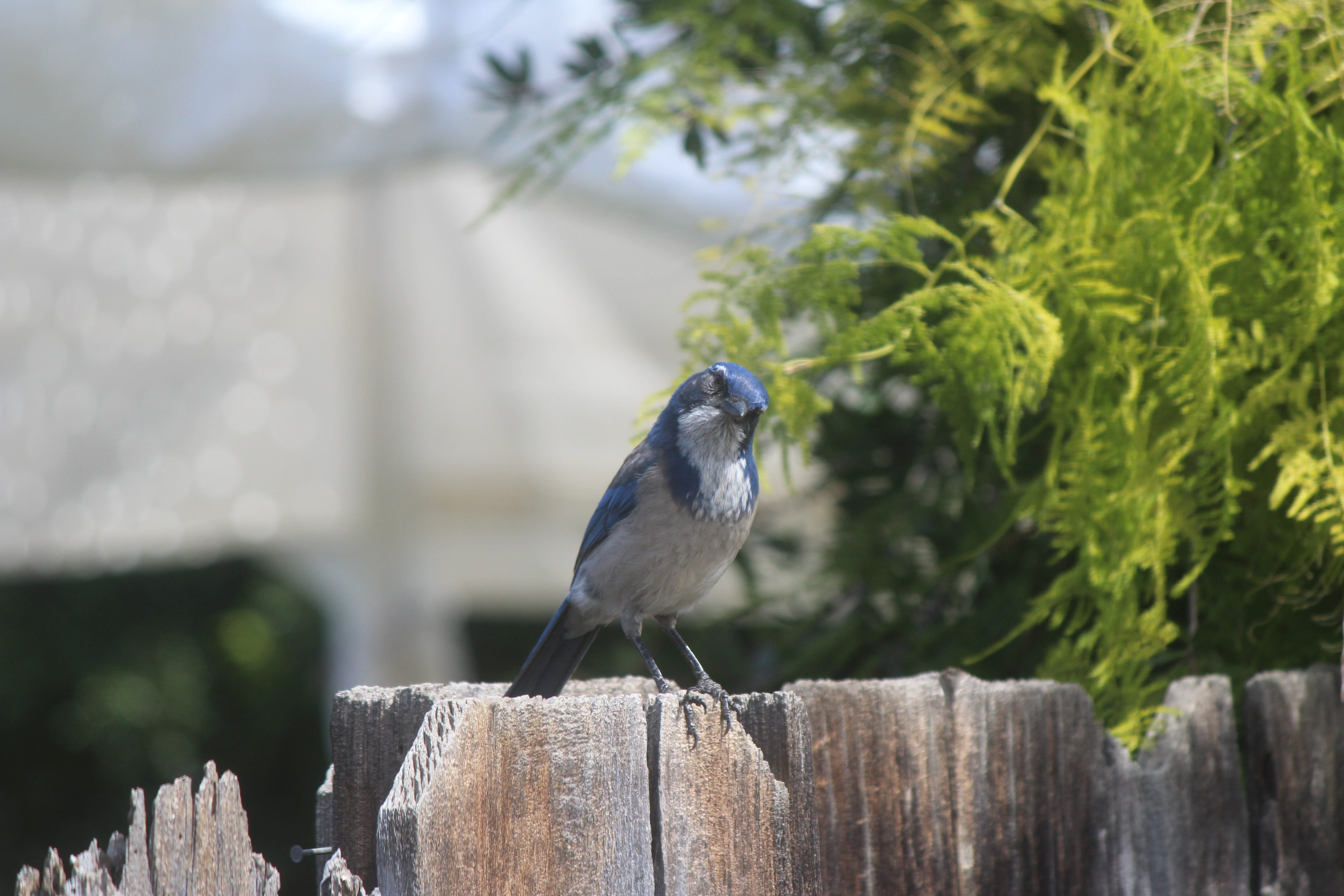fence, sunshine, sunlight, barrier, no people, sun, animal themes, tree, robin, wood - material, perching, animal, animals in the wild, focus on foreground, HD Wallpaper