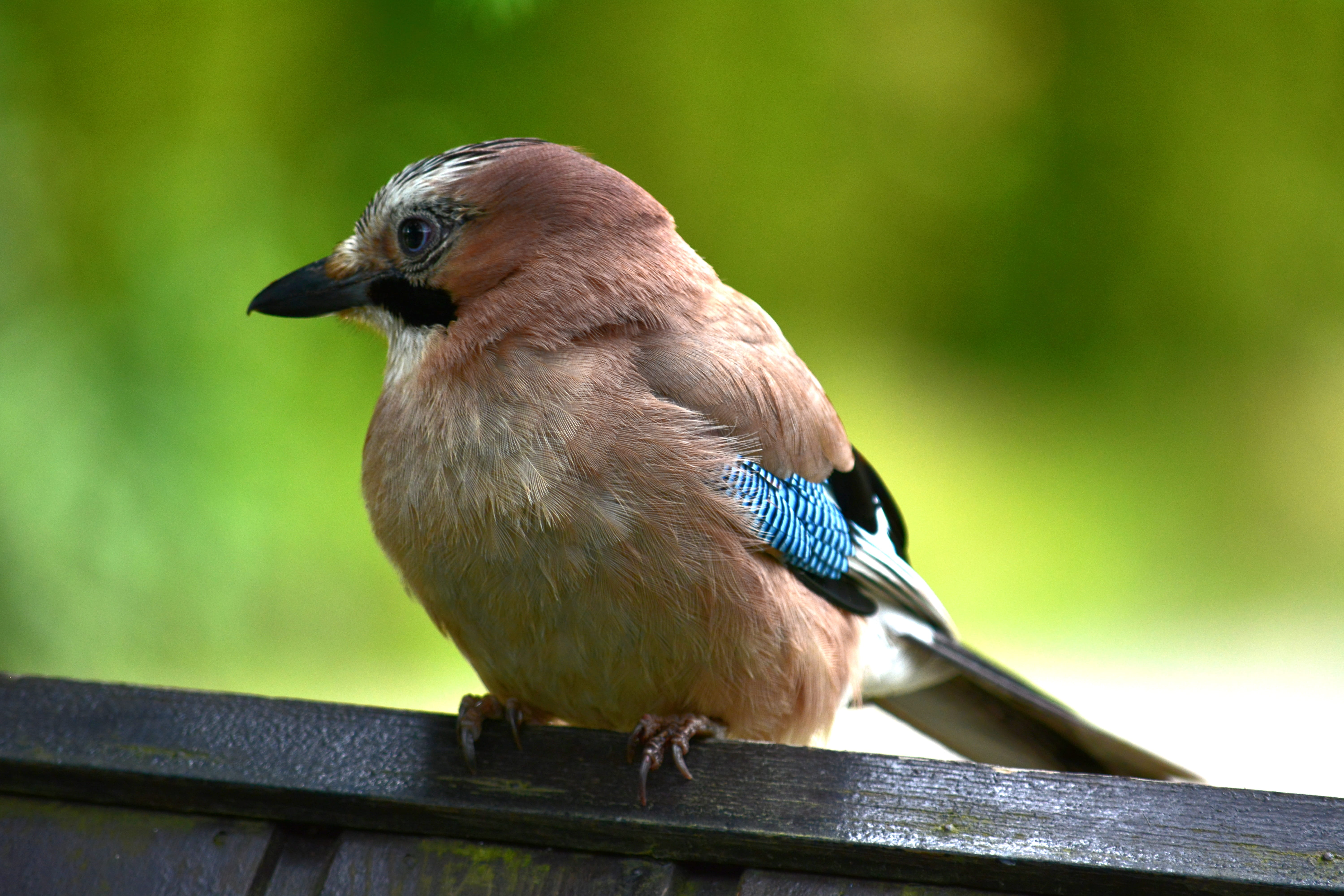 railing, wood - material, sparrow, perching, vertebrate, animals in the wild, day, jay, focus on foreground, full length, animal wildlife, one animal, beak, HD Wallpaper