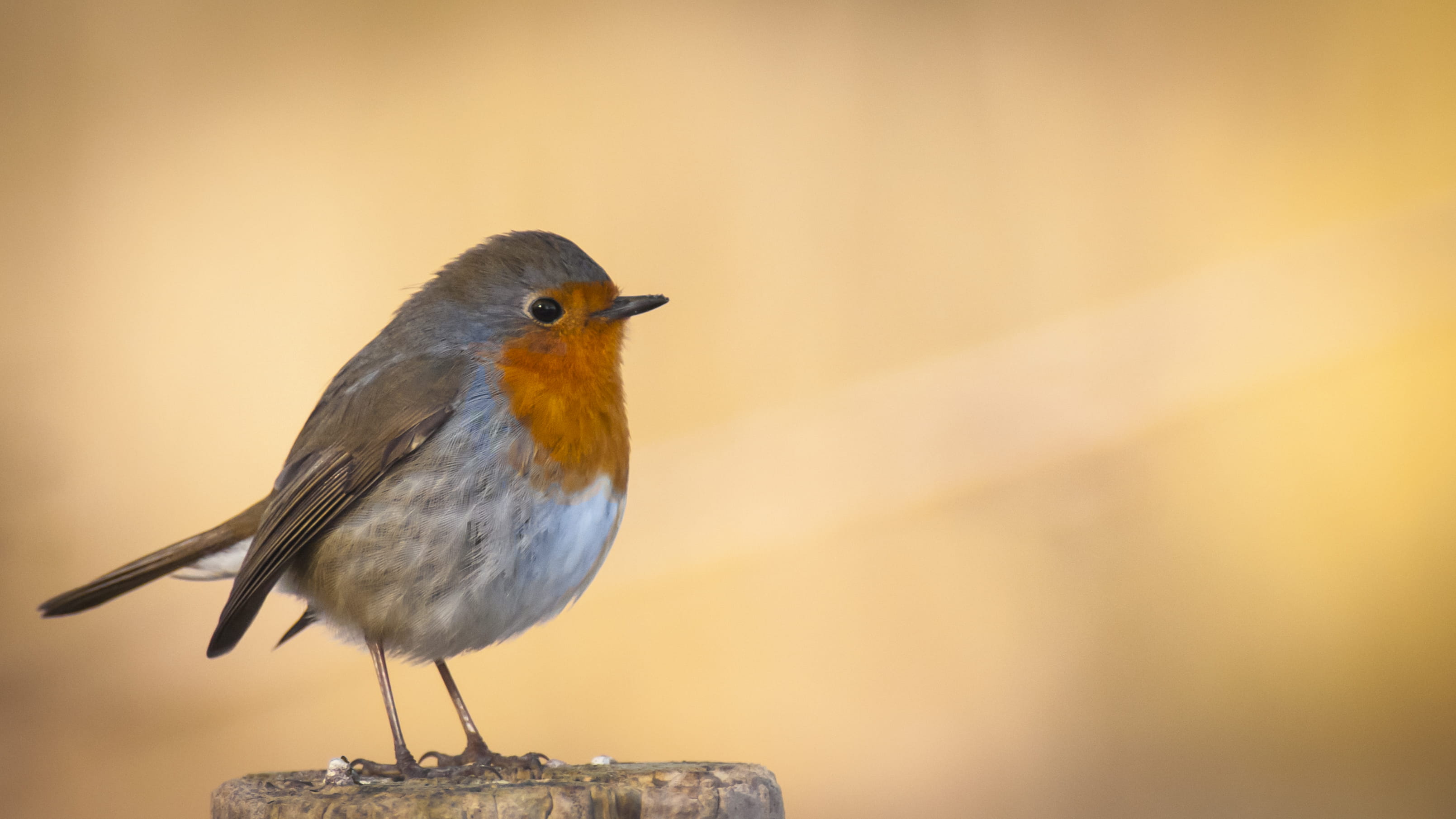 wood - material, robin, looking, copy space, wooden, vertebrate, nature, animal themes, animals in the wild, day, bird, side view, one animal, brown, animal, HD Wallpaper