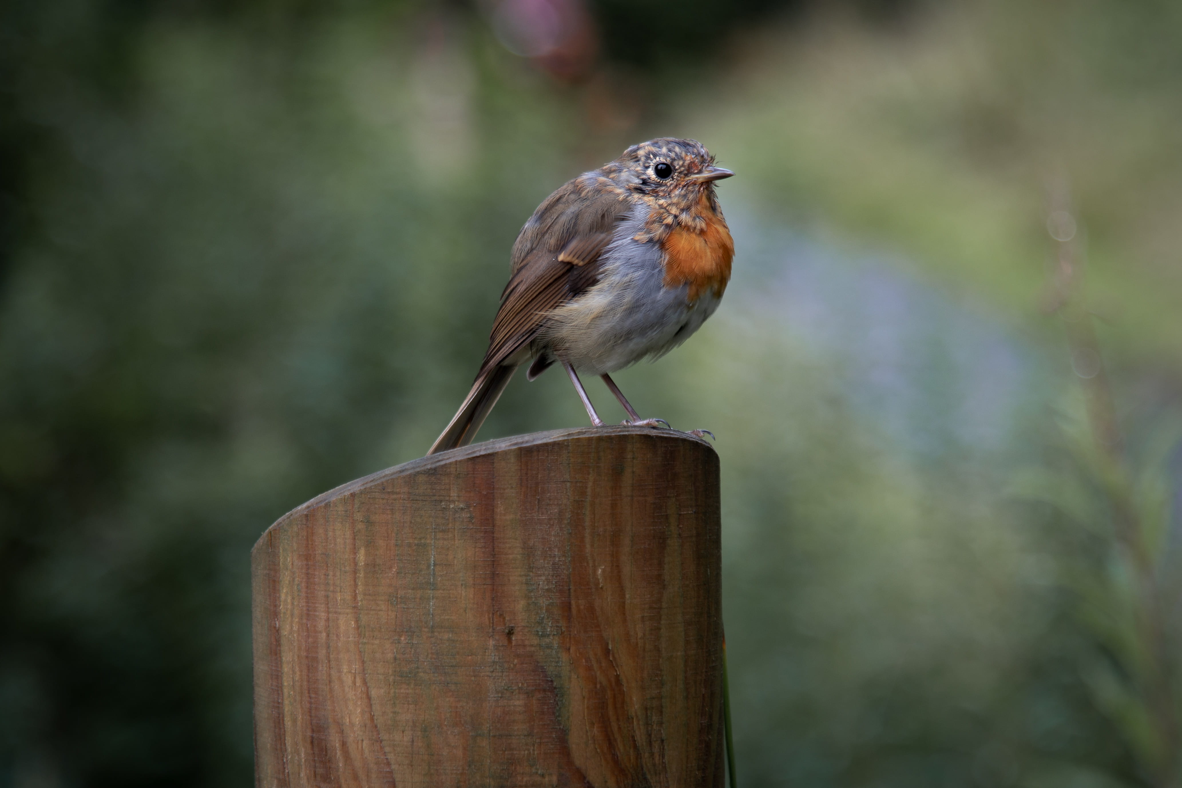 close-up, wood - material, animal wildlife, robin, bird, perching, plant, focus on foreground, outdoors, tree, brown, focus, nature, shallow, sparrow, animals in the wild, HD Wallpaper