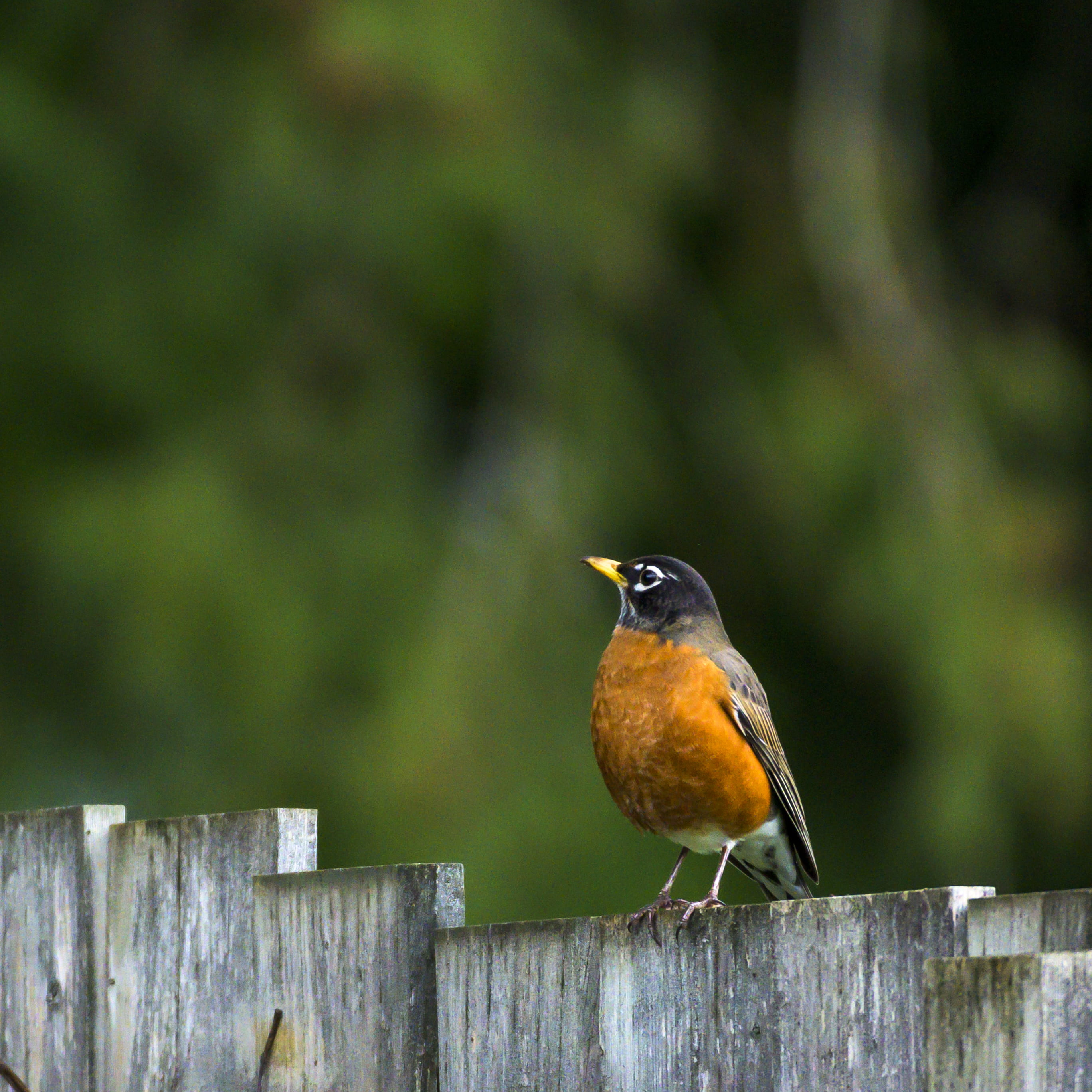 full length, 2K, nature, close-up, boundary, wooden post, barrier, fence, animal, outdoors, nikon, day, focus on foreground, animal wildlife, animal themes, Phone HD Wallpaper