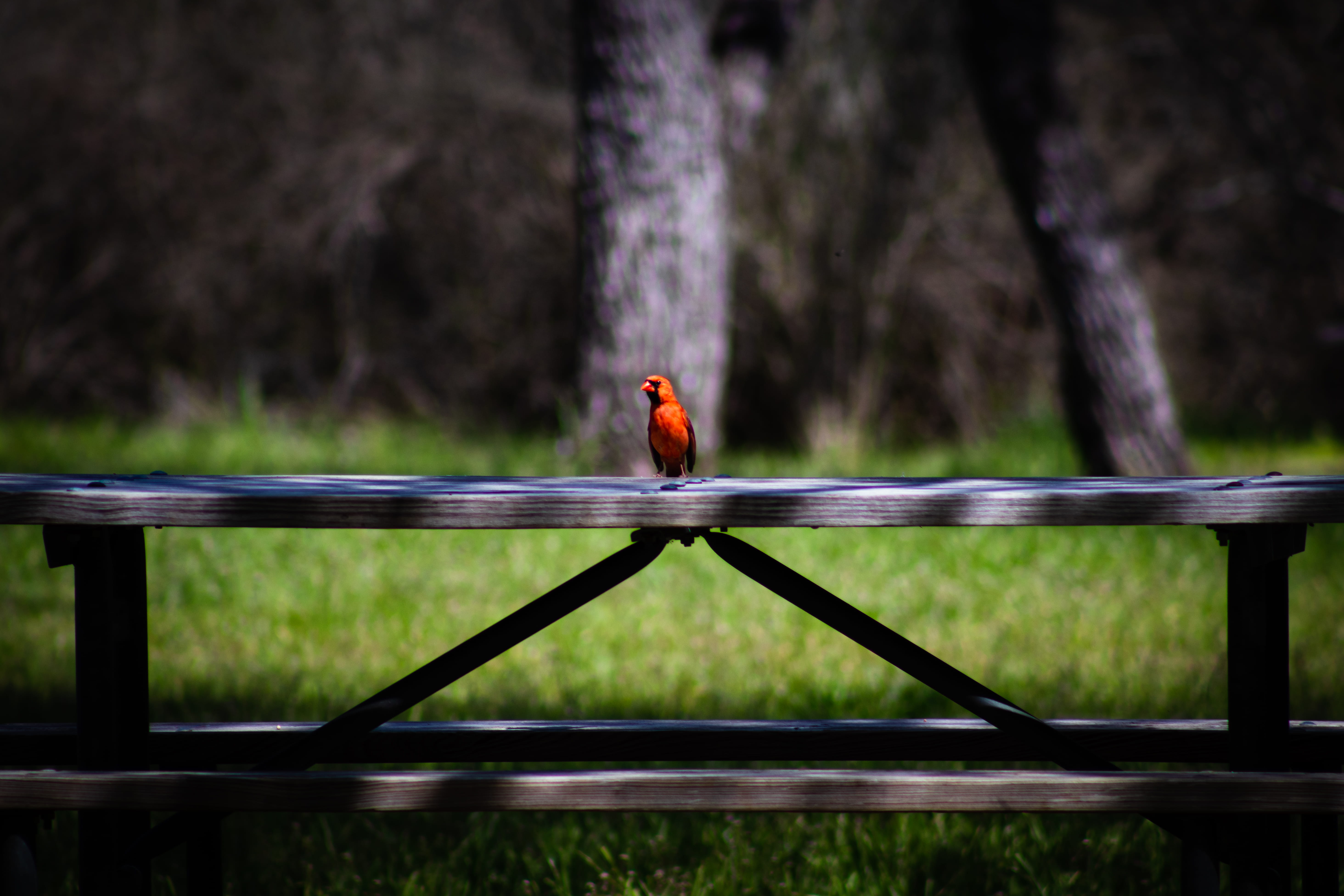 vertebrate, bird, plant, finch, nature, hummingbird, no people, perching, boundary, cardinal, animal themes, focus on foreground, robin, barrier, tree, HD Wallpaper
