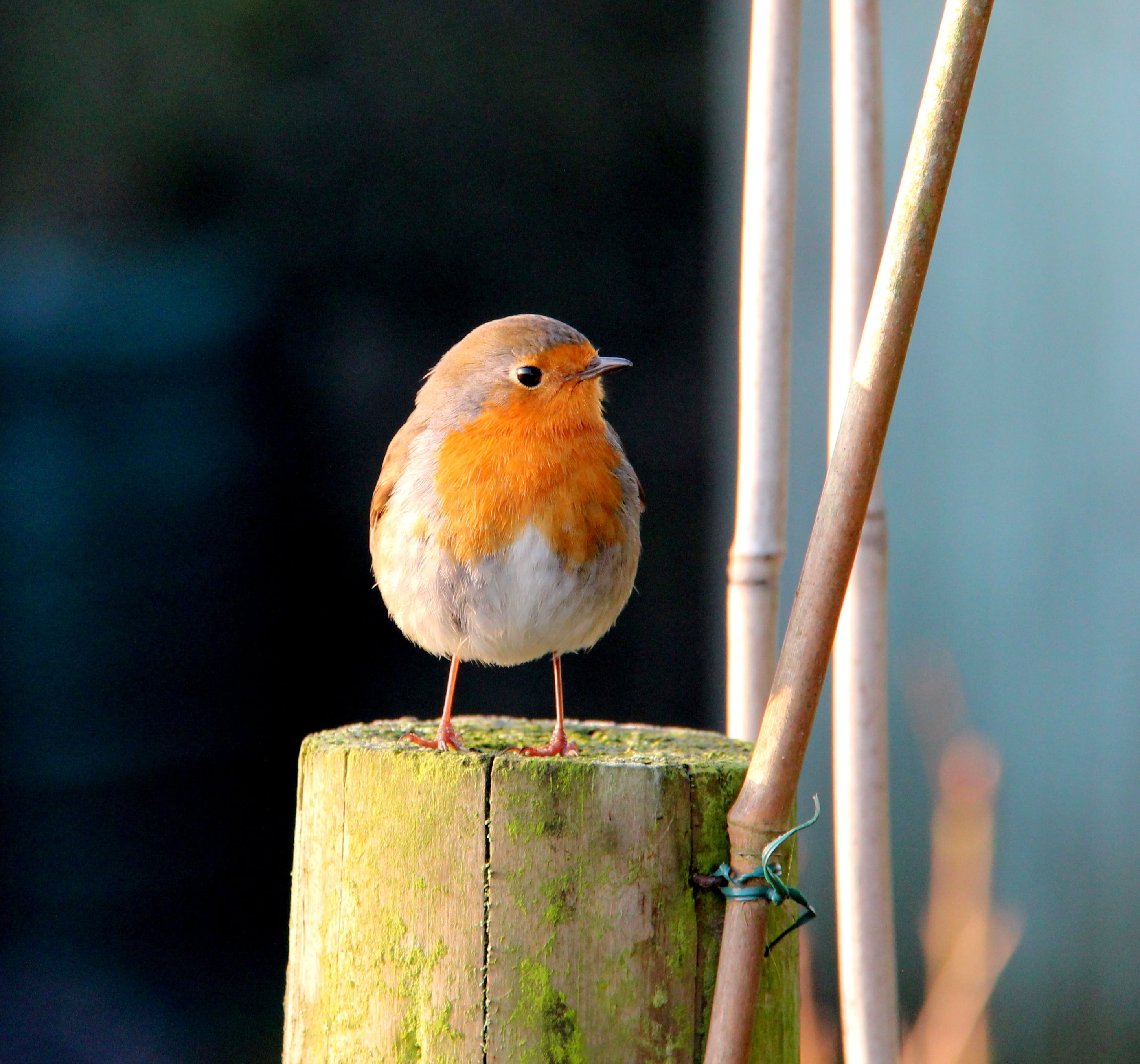 wooden post, nature, no people, 2K, one animal, orange, white, animals in the wild, batman, stick, bamboo, animal themes, perching, beauty in nature, railing, HD Wallpaper