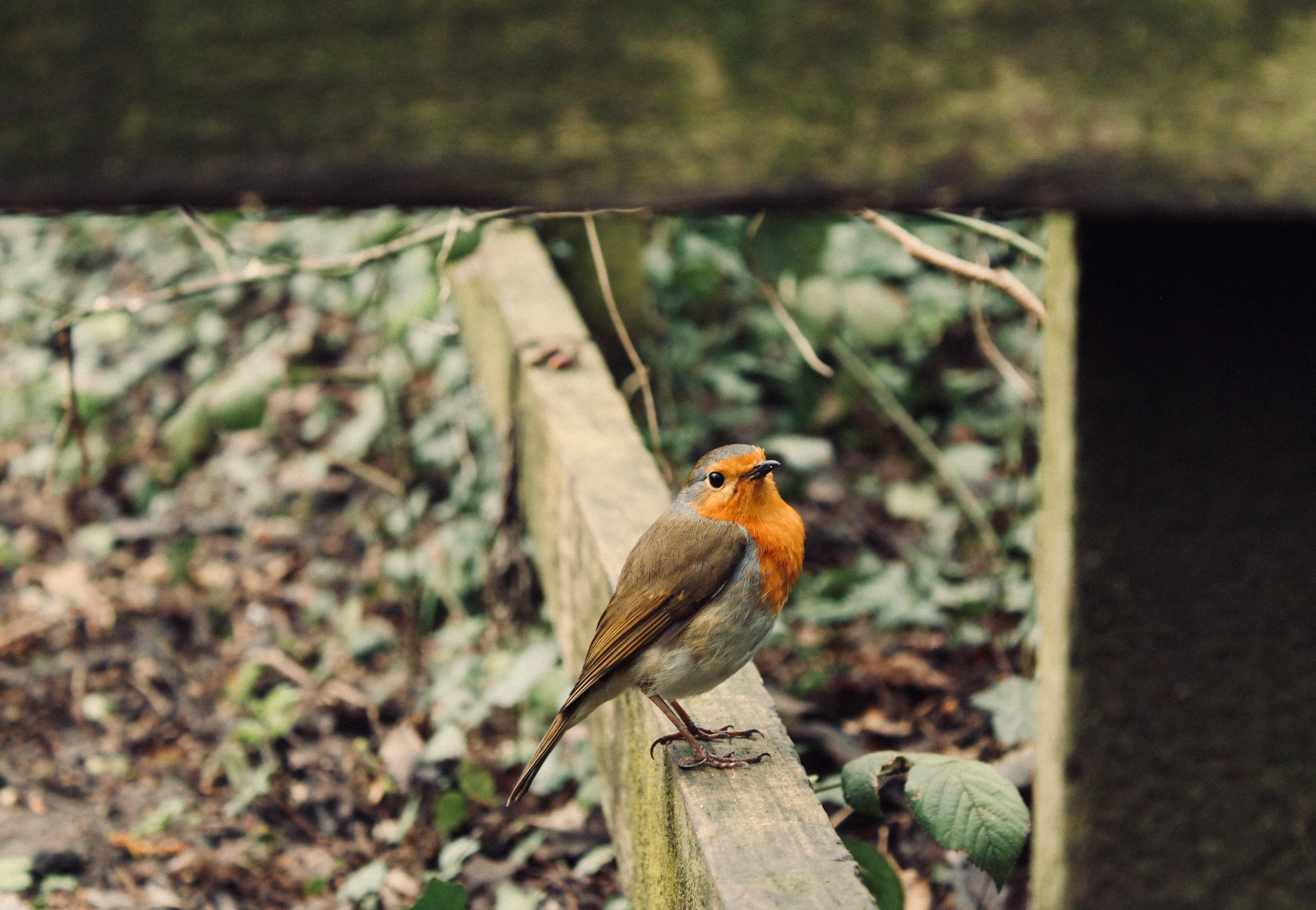 outdoors, vegetation, focus, 4K, wood, day, close-up, animal wildlife, background, vertebrate, perching, animals in the wild, plant, canary, animal themes, HD Wallpaper