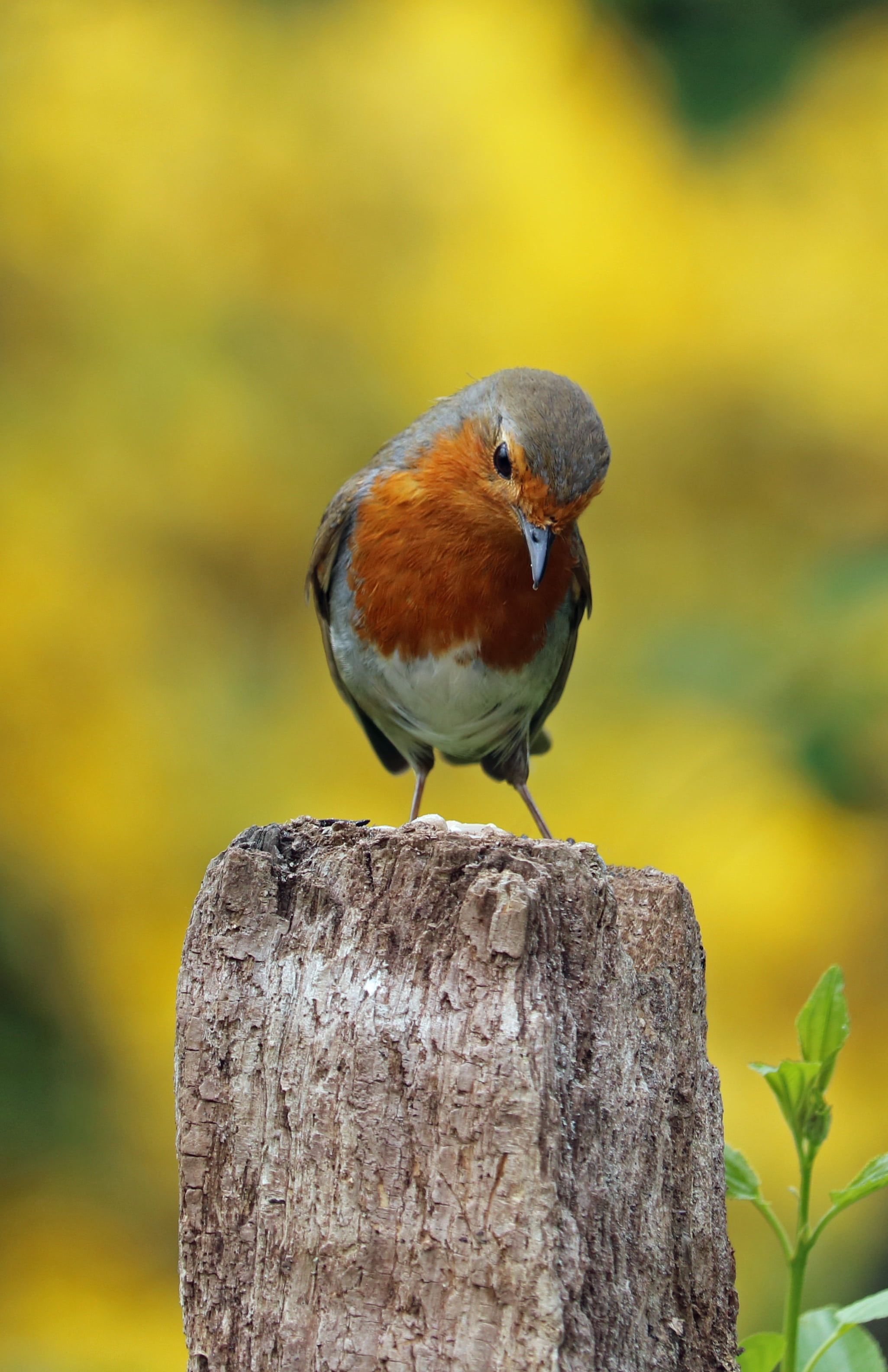 animal themes, log, gray, vertebrate, garden bird, feather, robin, redbreast, wood, close-up, outdoors, perched, wildlife, tree, post, beak, red, wooden post, Phone HD Wallpaper