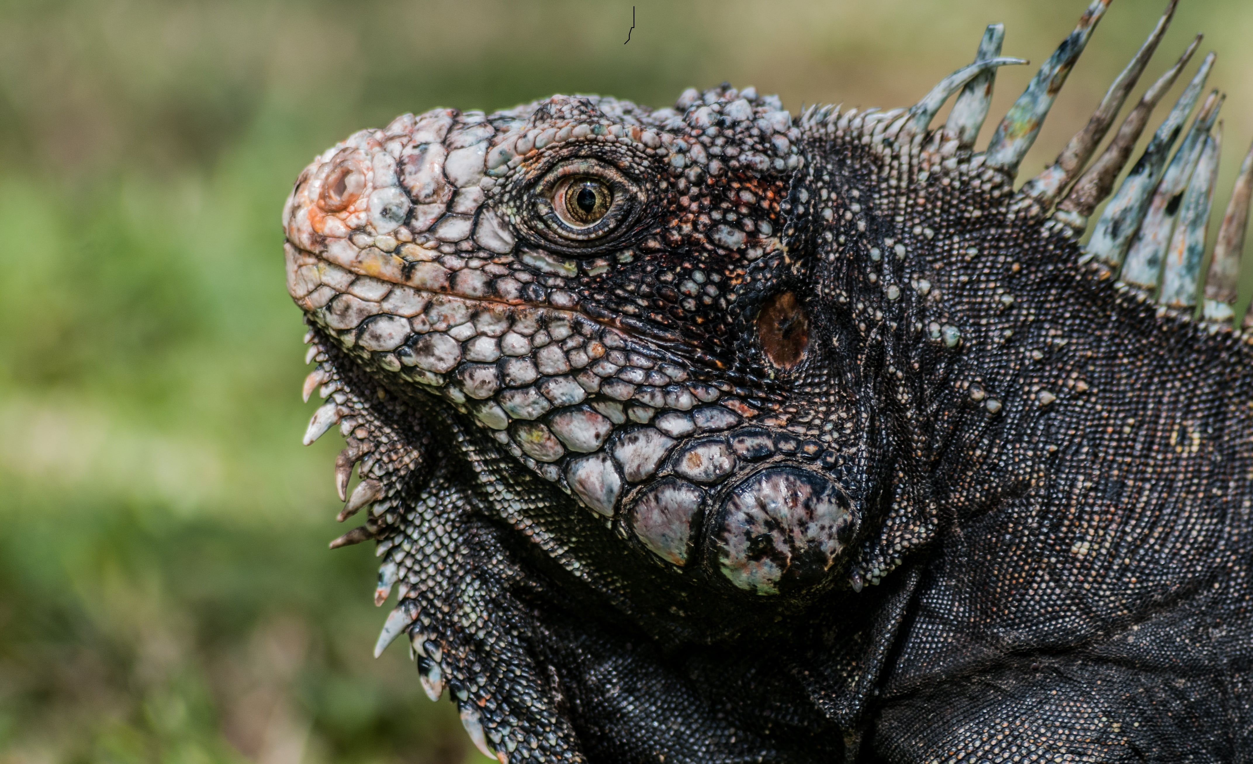 the iguanidae family, animal wildlife, nature, animal head, portrait, day, natural pattern, close-up, fauna, outdoors, focus on foreground, rainforest, HD Wallpaper
