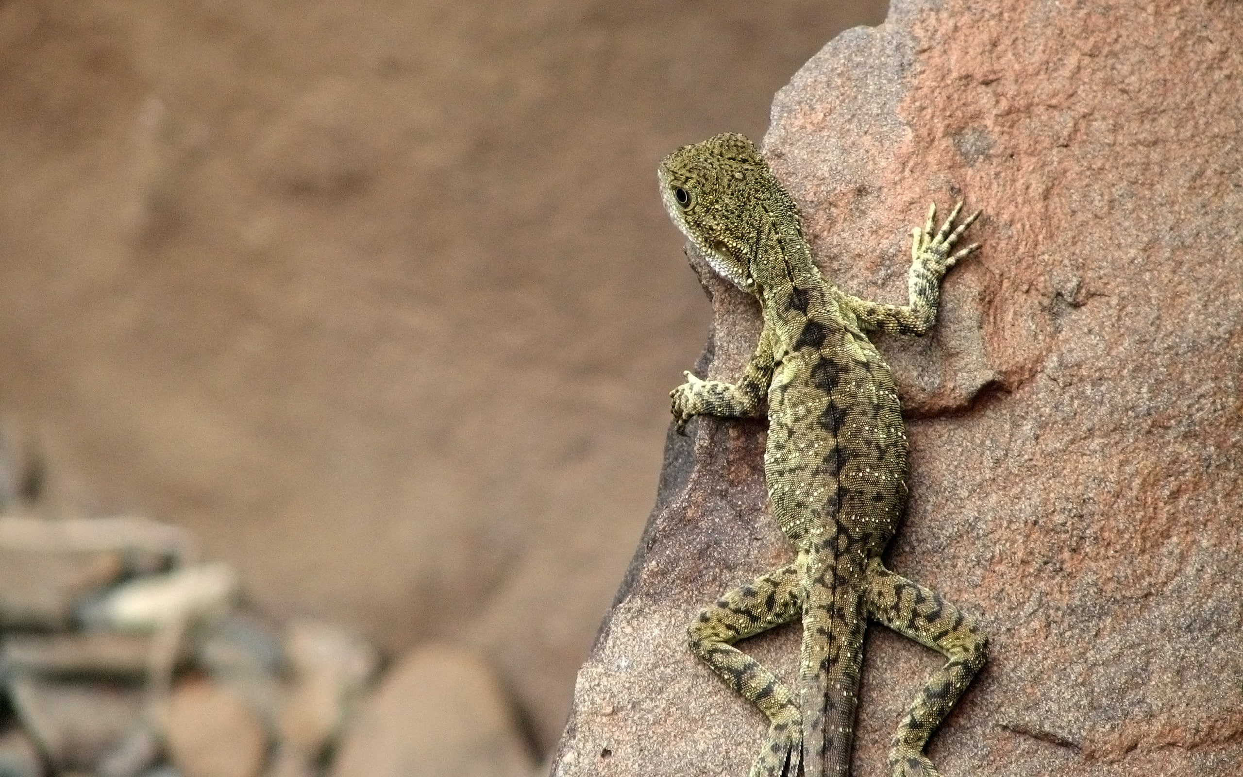 lizards, 2K, HD Wallpaper