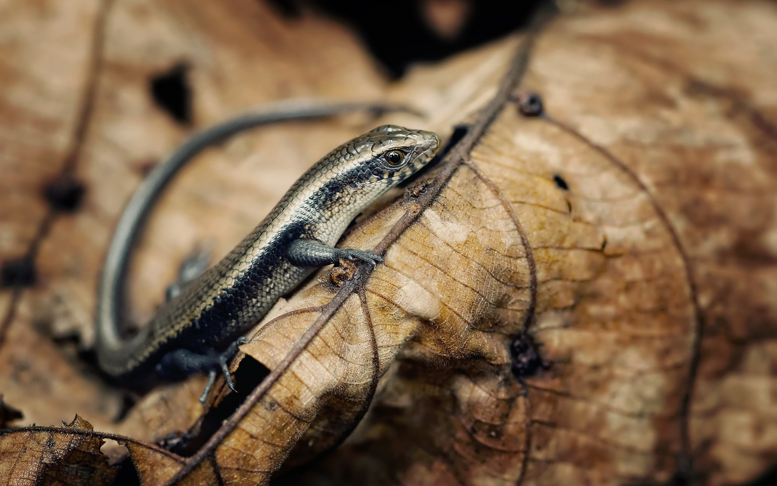 lizards, 2K, HD Wallpaper
