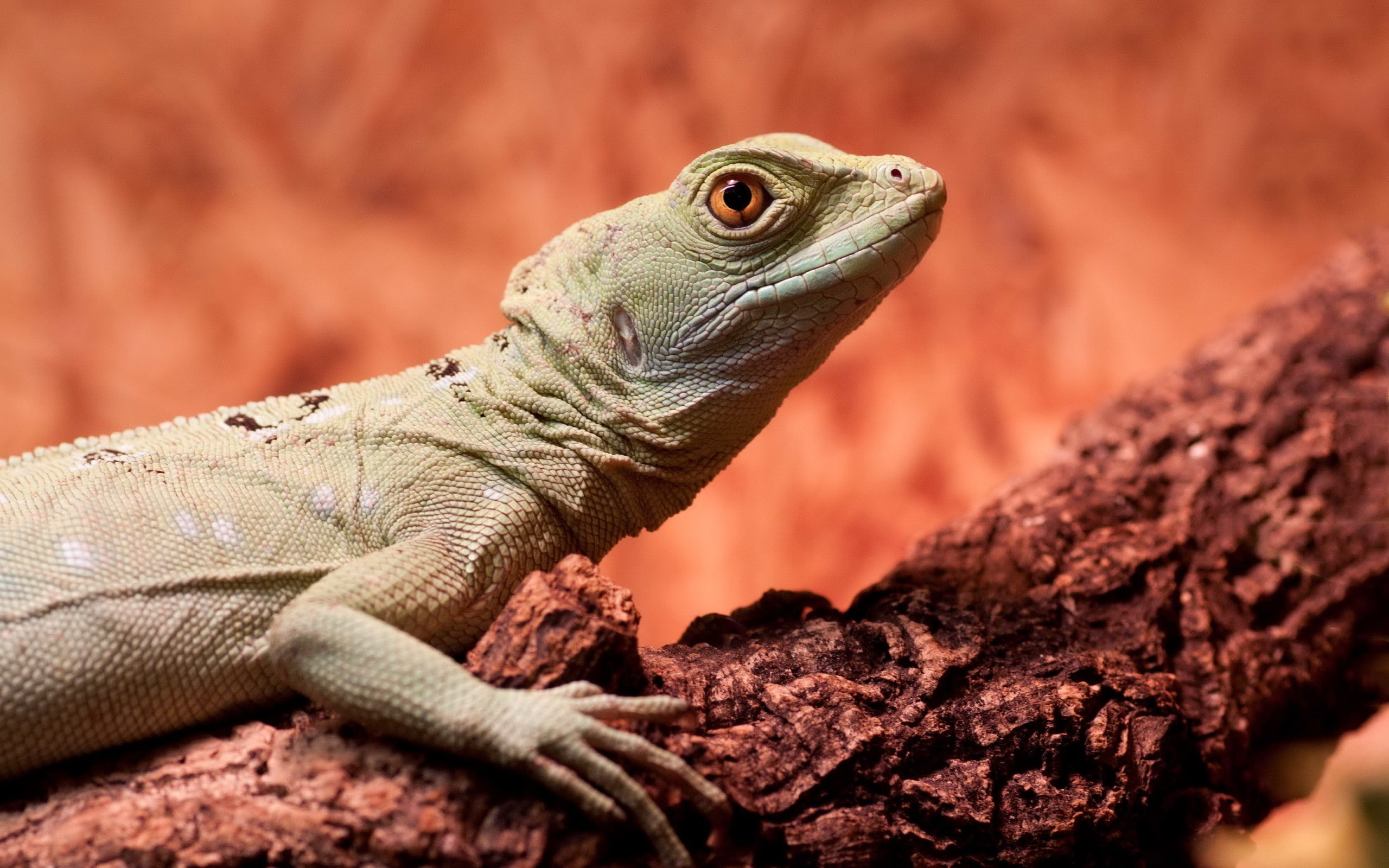 lizards, 2K, branch, reptiles, HD Wallpaper