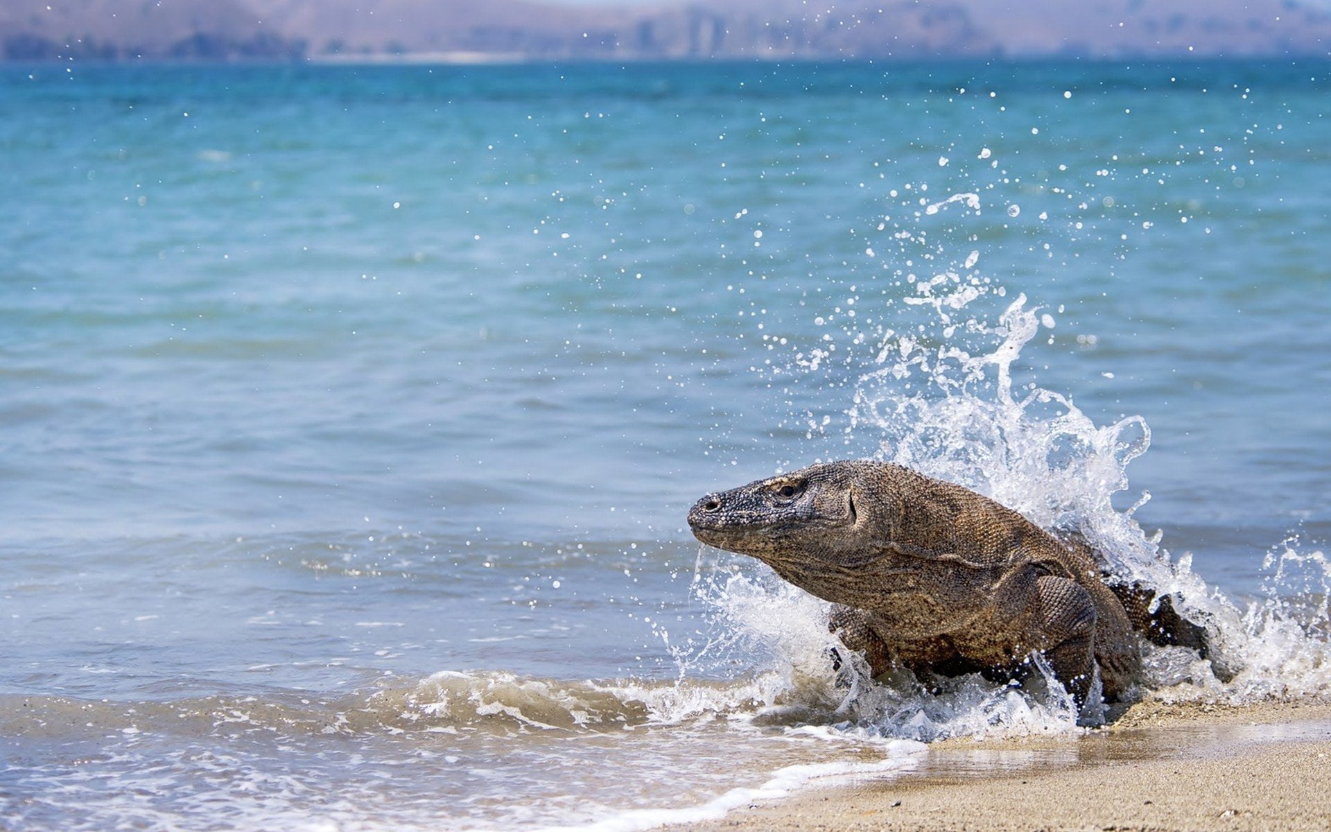 no people, nature, focus on foreground, beach, splashing, Komodo Dragon, animal wildlife, mammal, water, outdoors, marine, sea, animal, day, wave, 1080P, HD Wallpaper