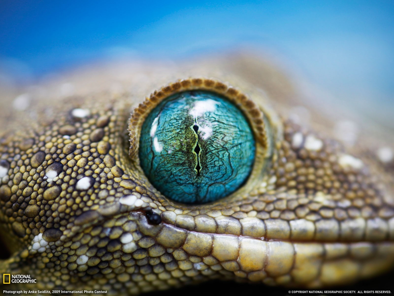 hd, animals, eye, 720P, macro, lizard, HD Wallpaper
